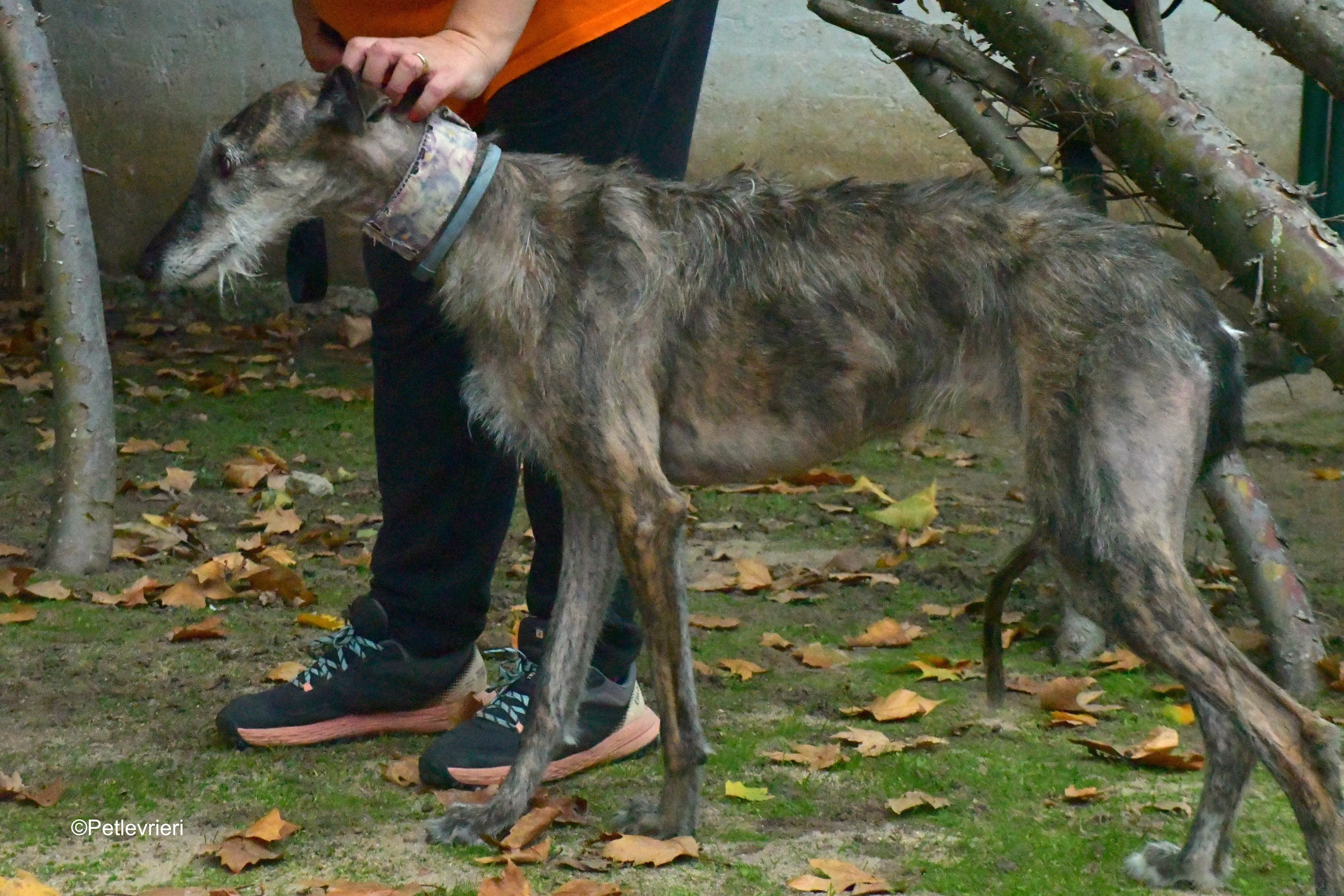 piruleta adozione levrieri galgo 1