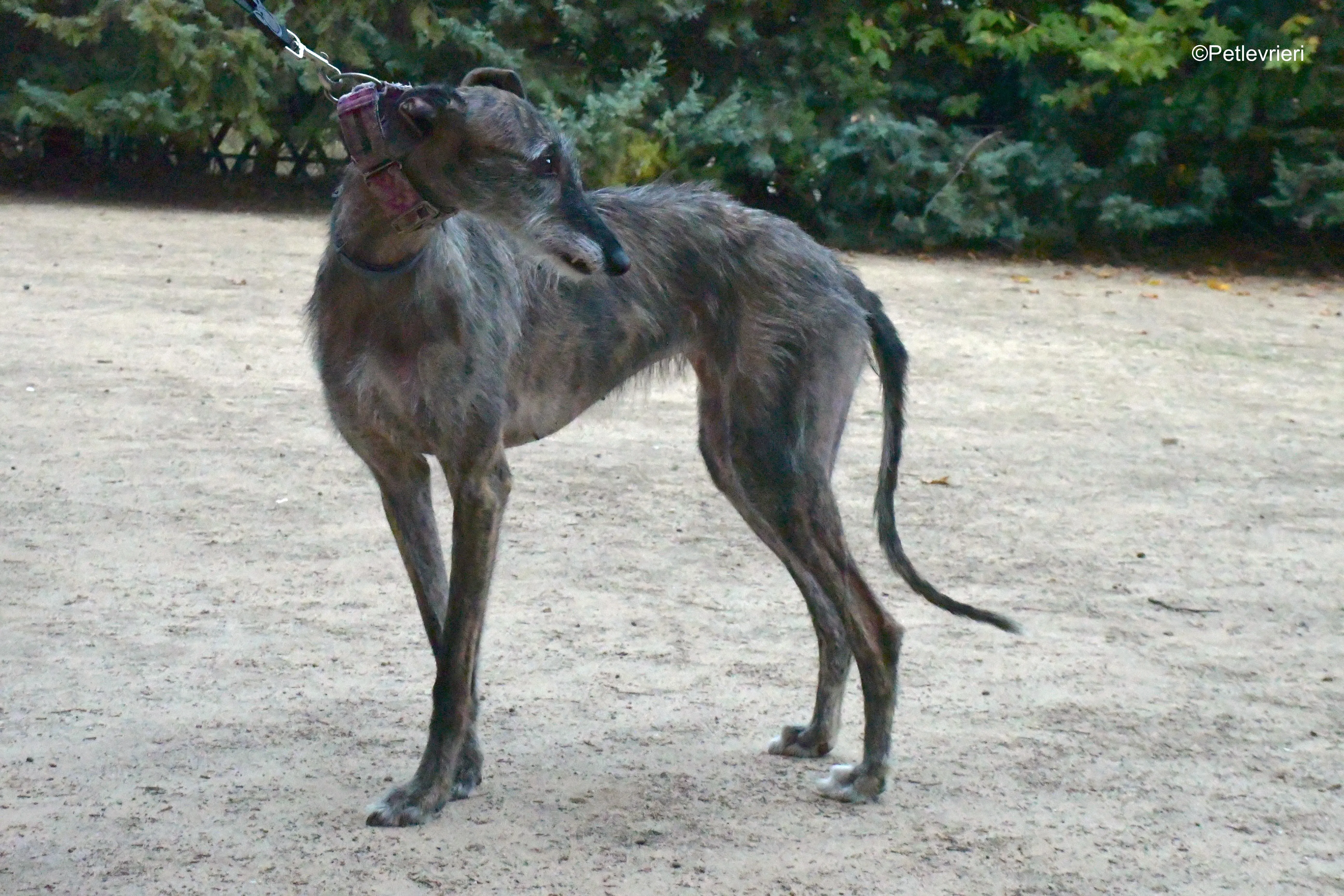 piruleta adozione levrieri galgo 10