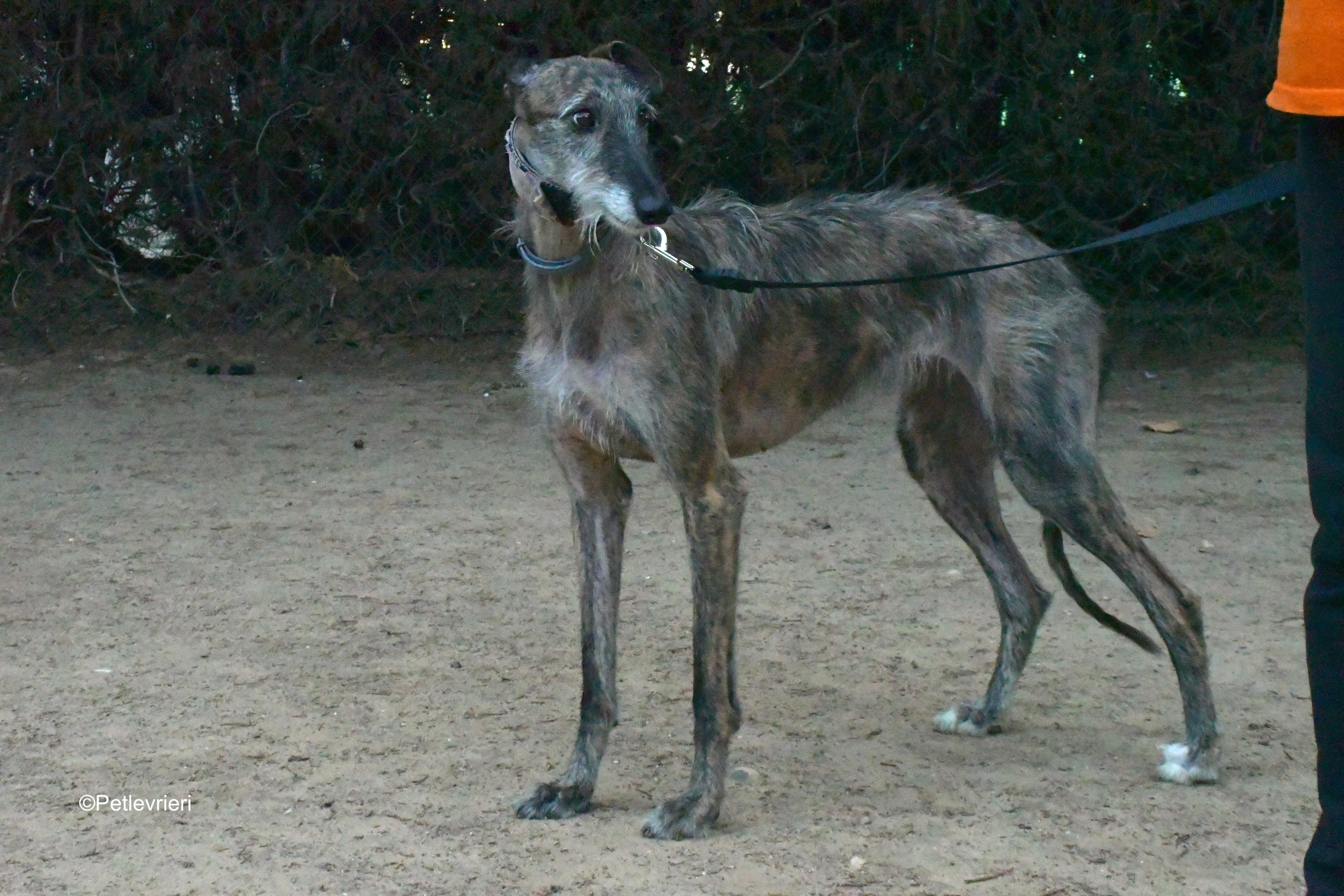 piruleta adozione levrieri galgo 11