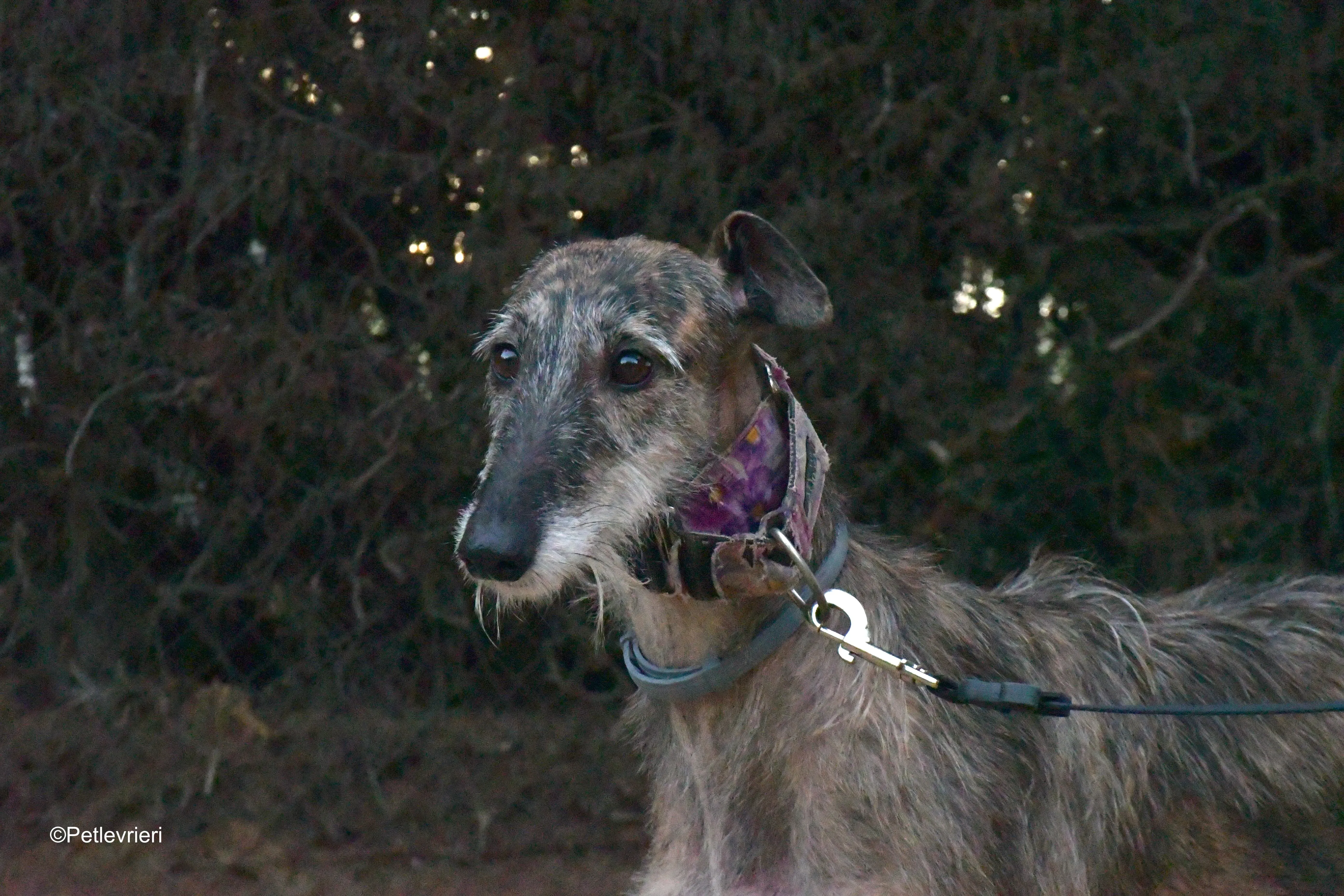 piruleta adozione levrieri galgo 12