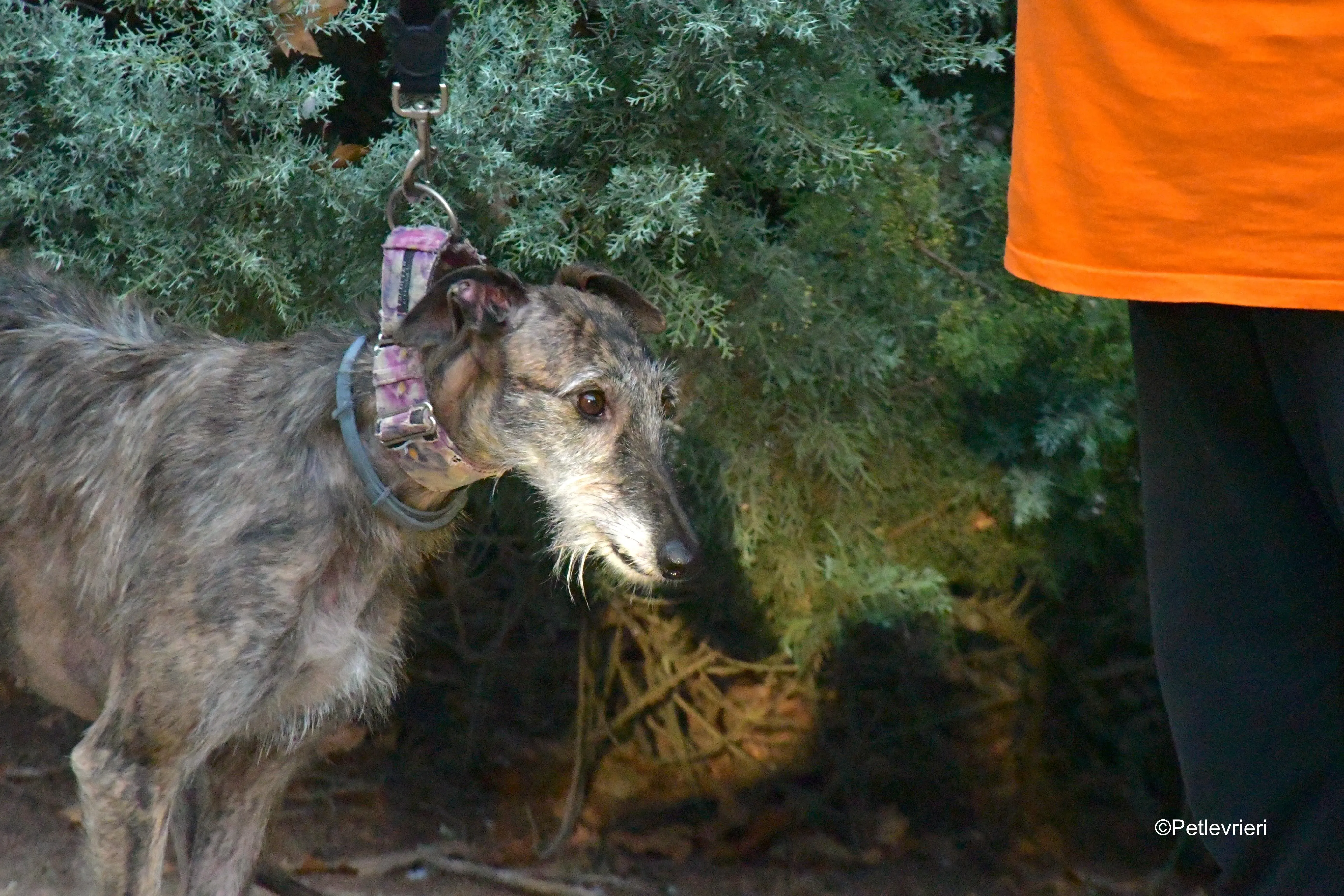 piruleta adozione levrieri galgo 2