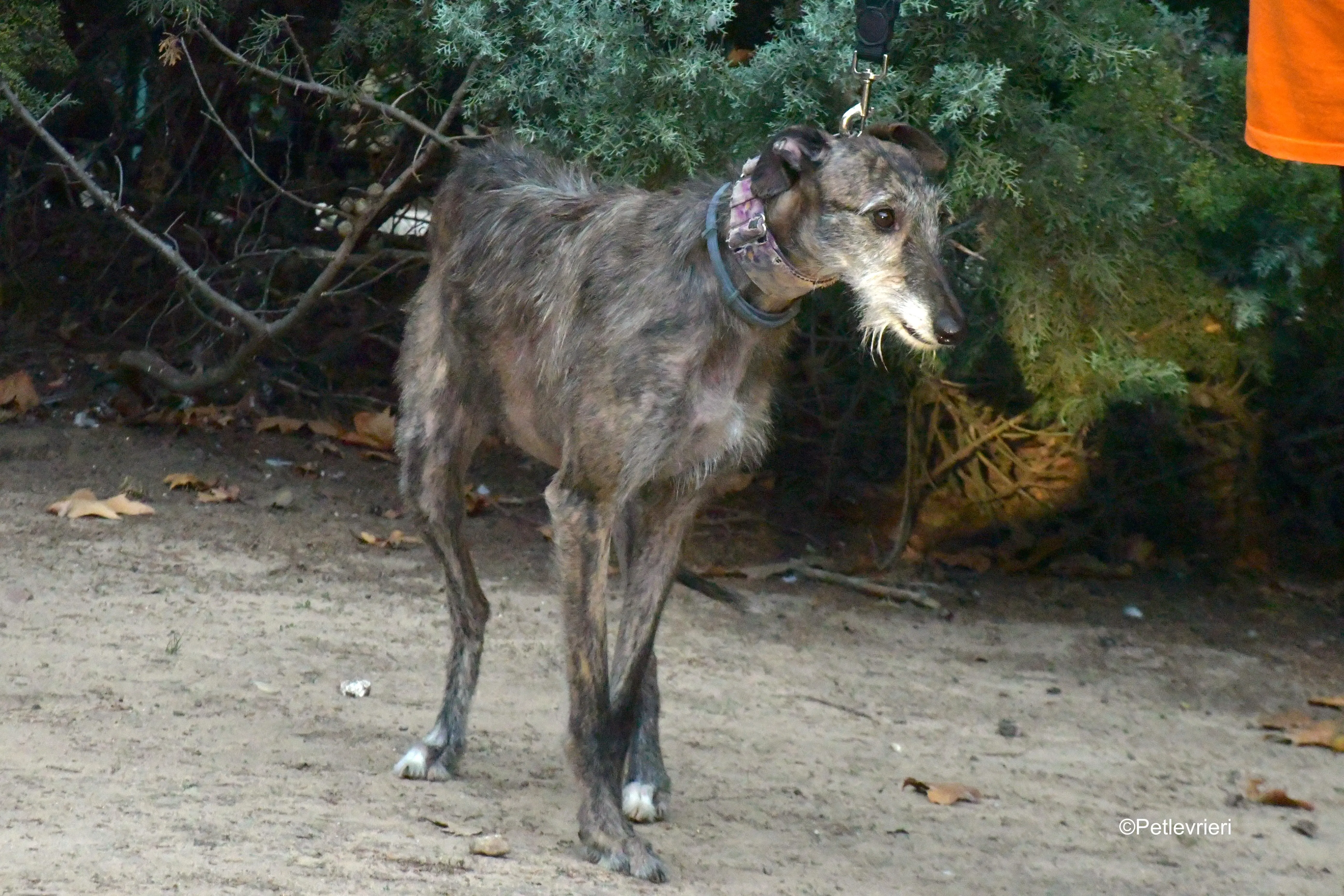 piruleta adozione levrieri galgo 3