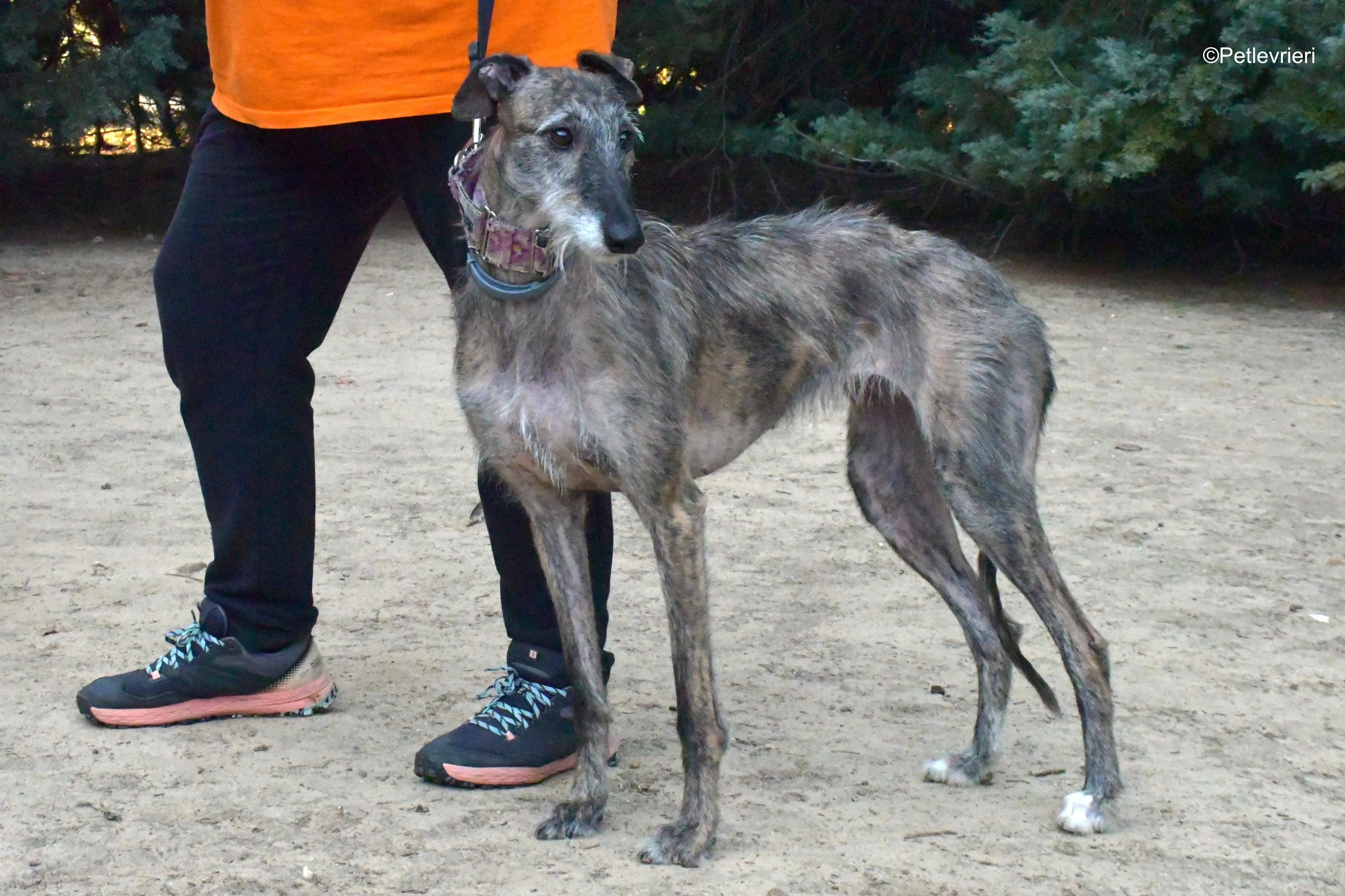 piruleta adozione levrieri galgo 4