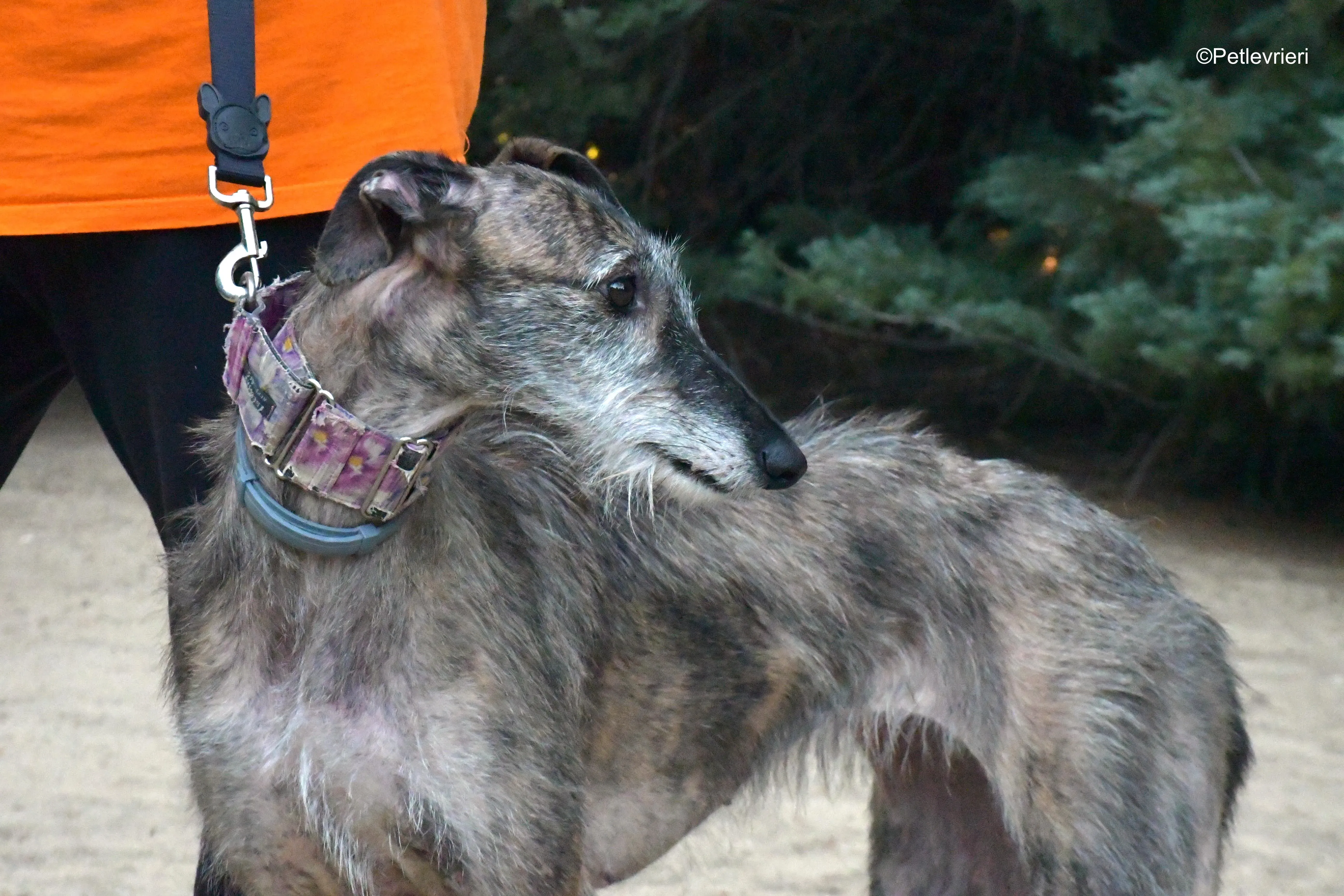 piruleta adozione levrieri galgo 5