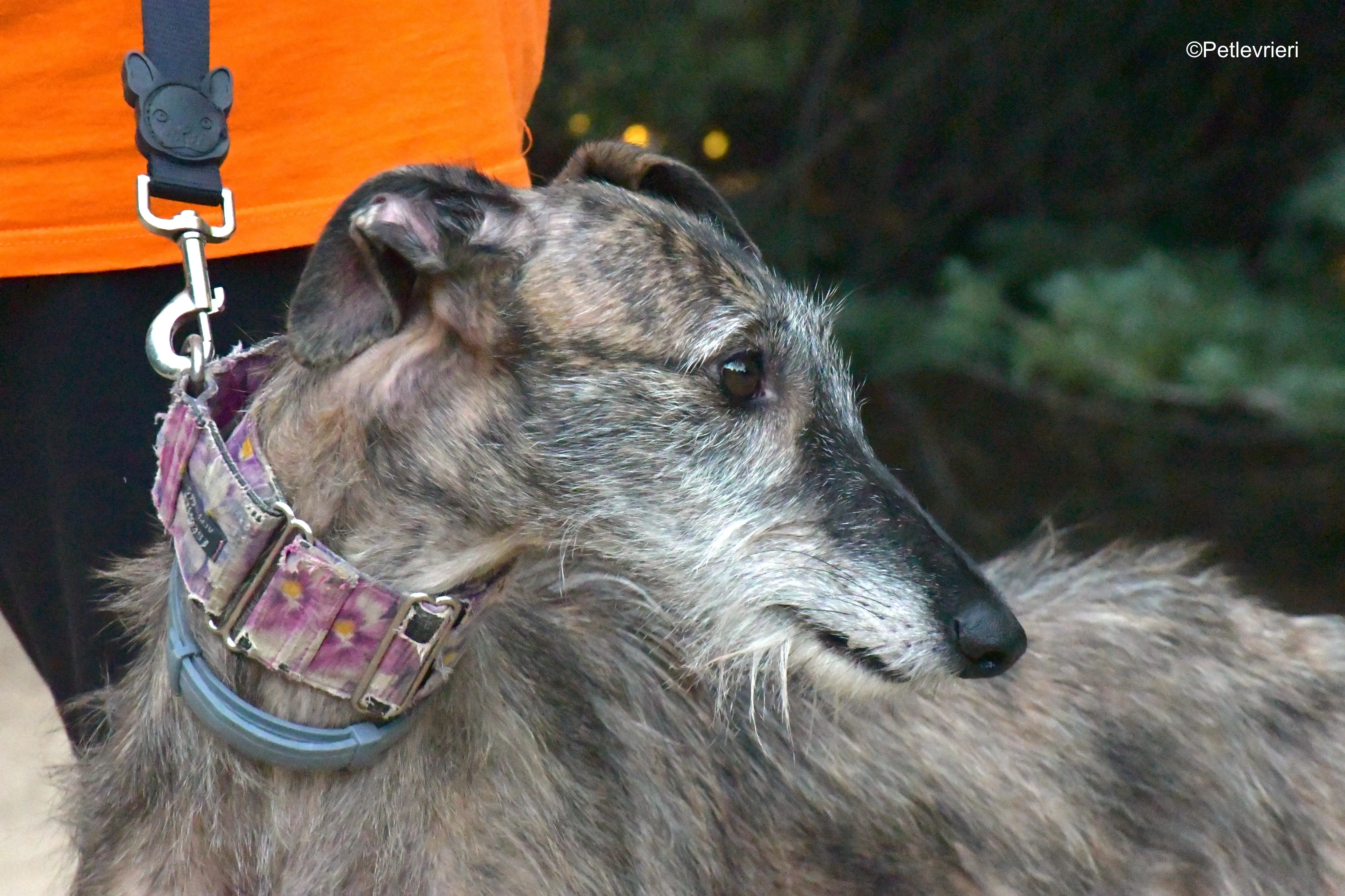 piruleta adozione levrieri galgo 6