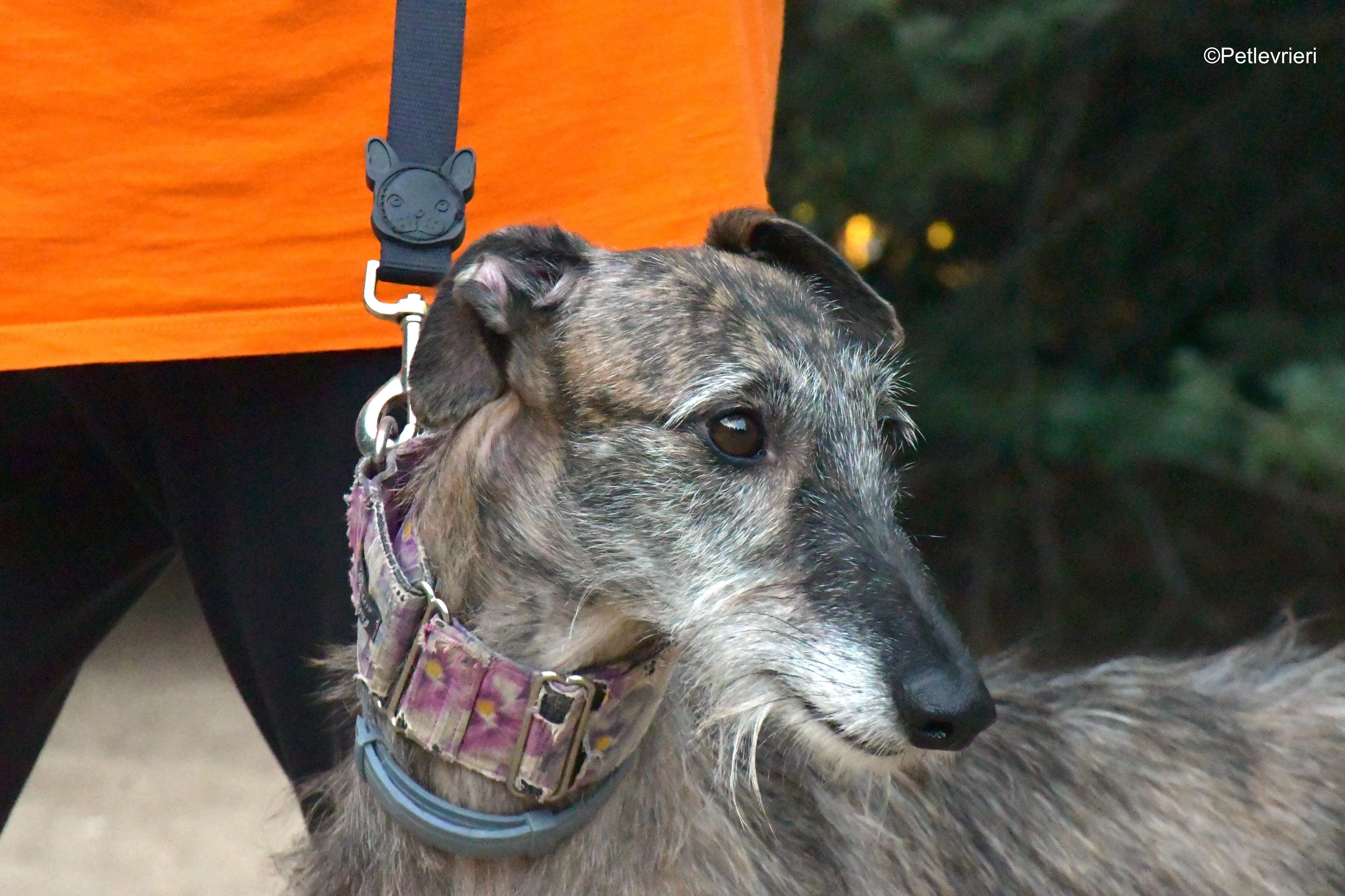 piruleta adozione levrieri galgo 7