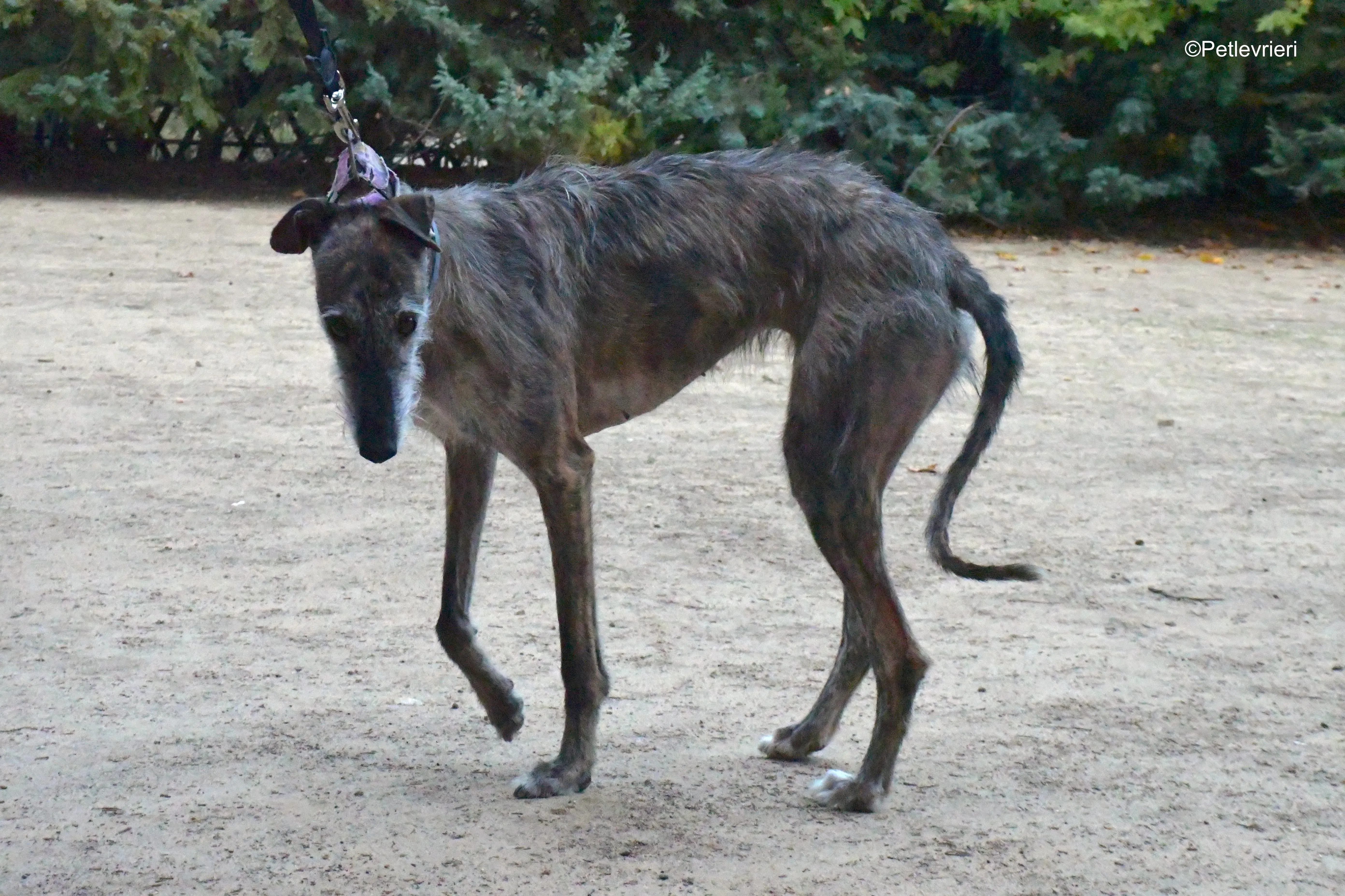 piruleta adozione levrieri galgo 8
