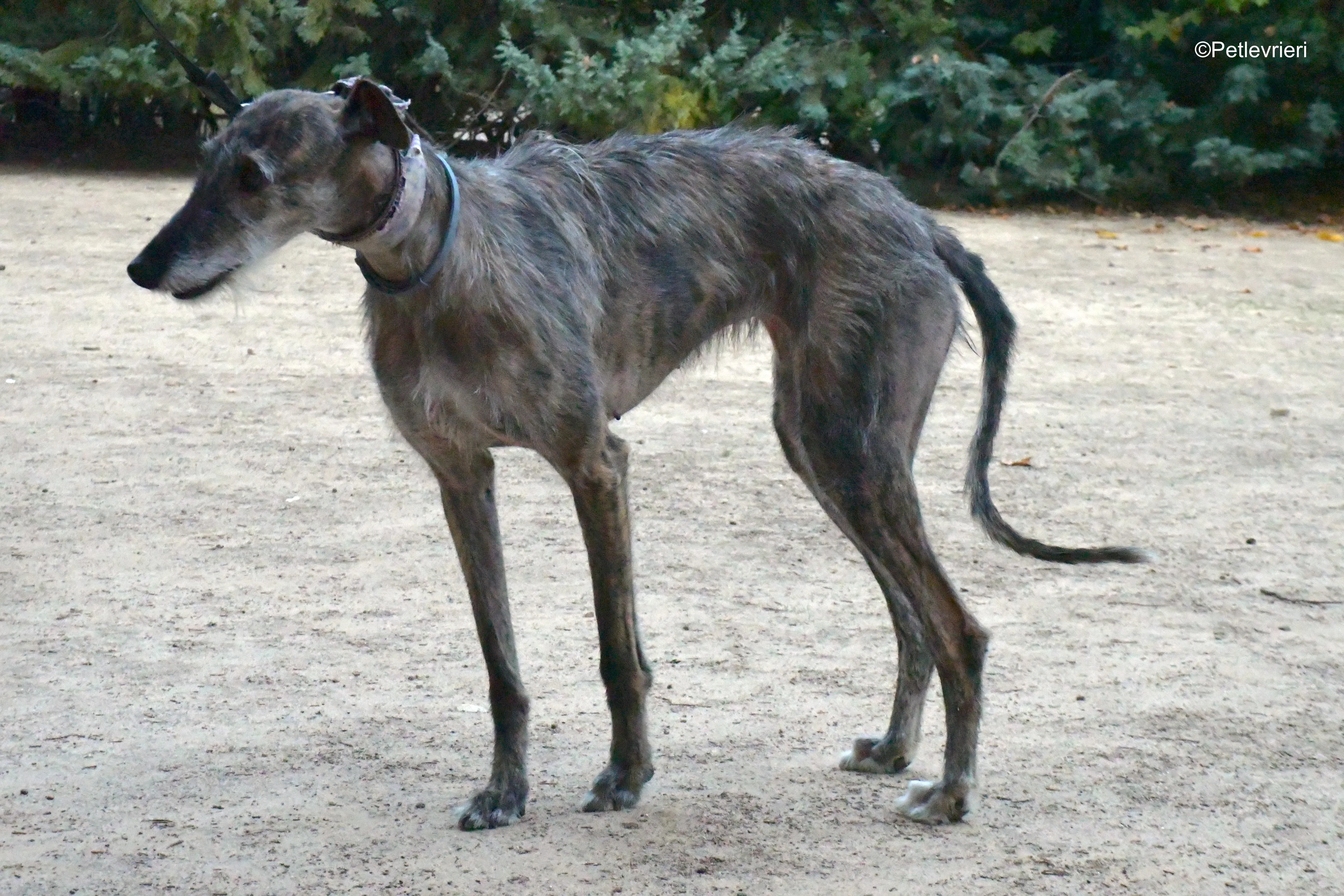 piruleta adozione levrieri galgo 9
