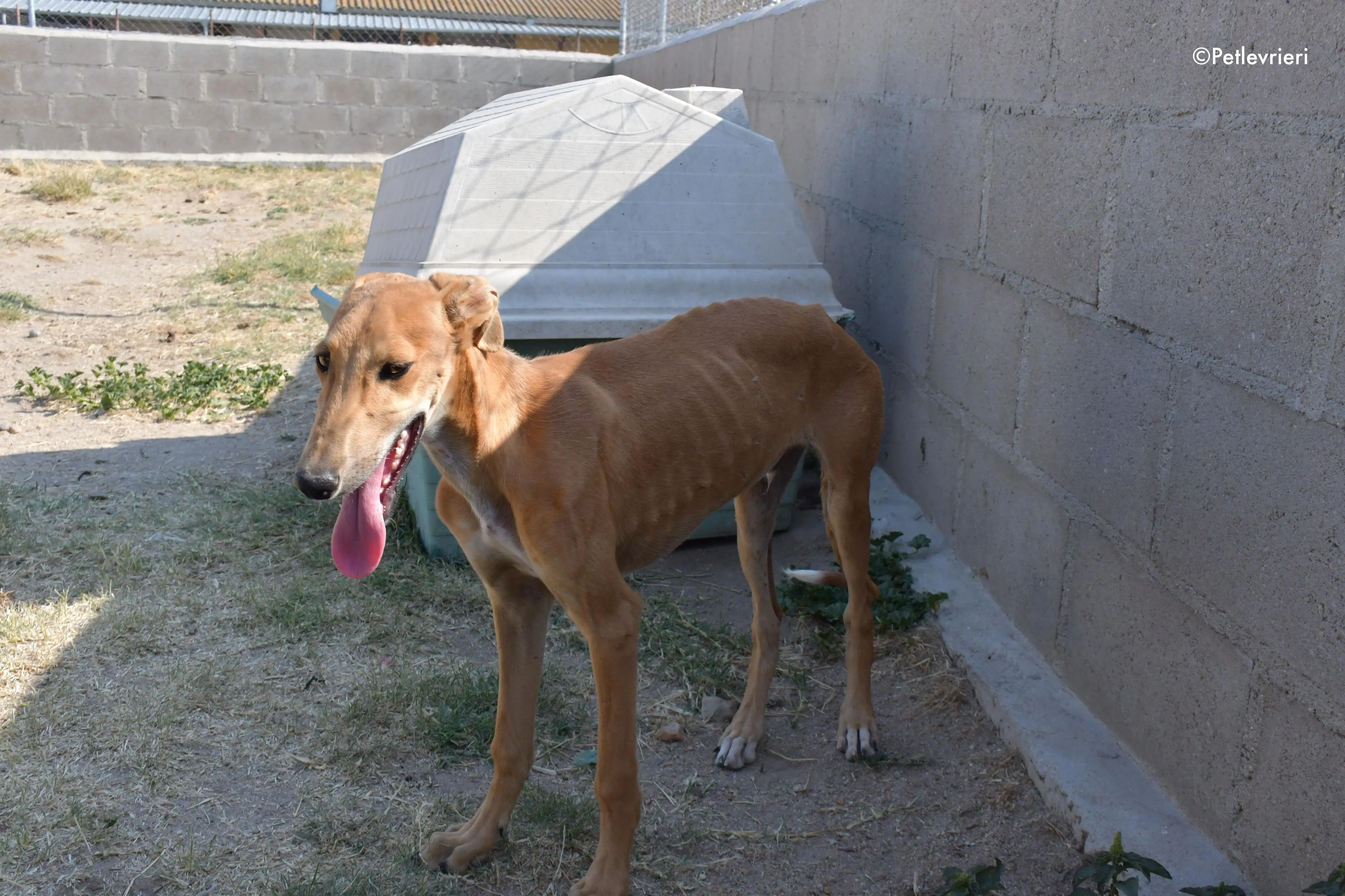 piruletin adozione levrieri galgo 1