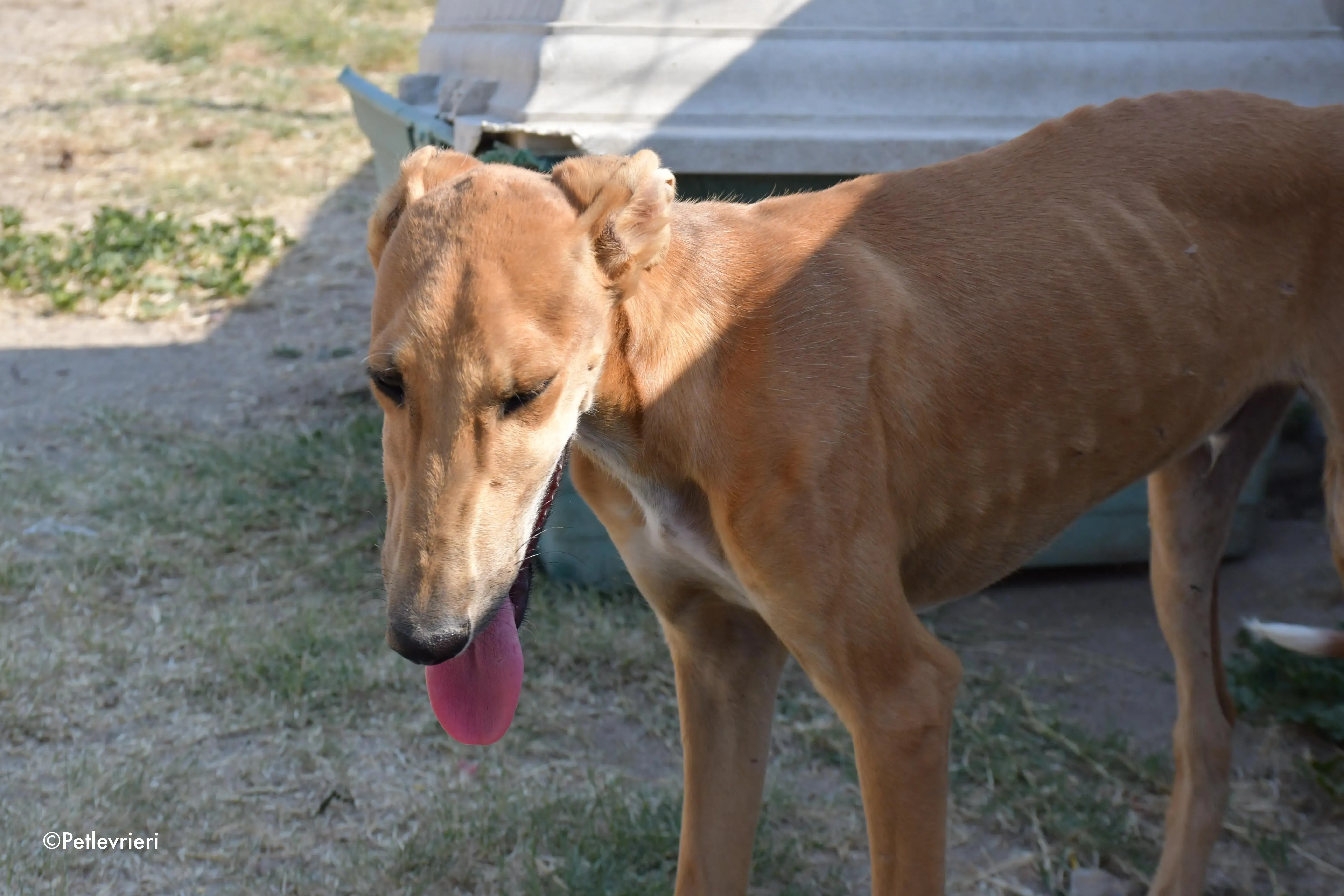 piruletin adozione levrieri galgo 2