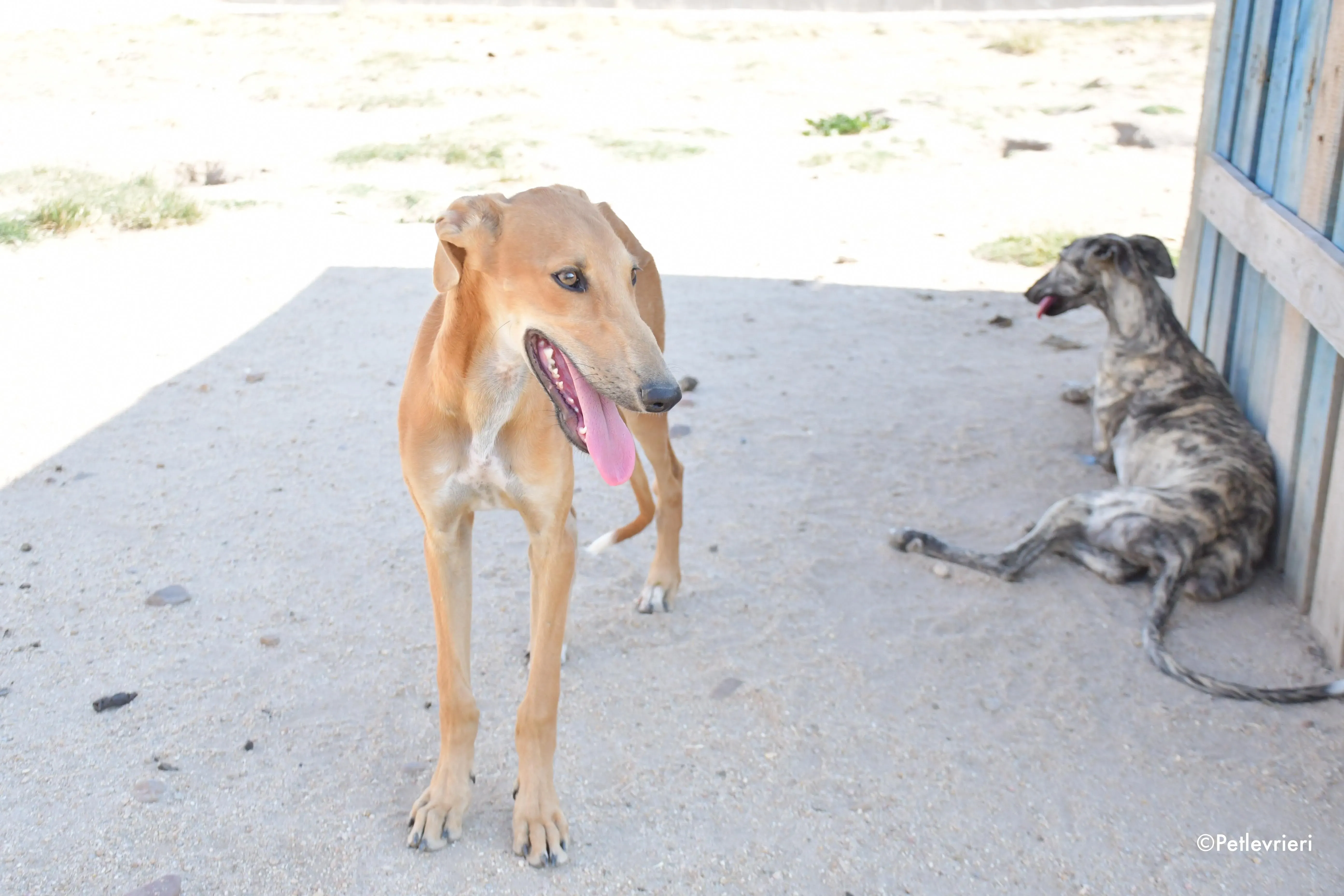 piruletin adozione levrieri galgo 3