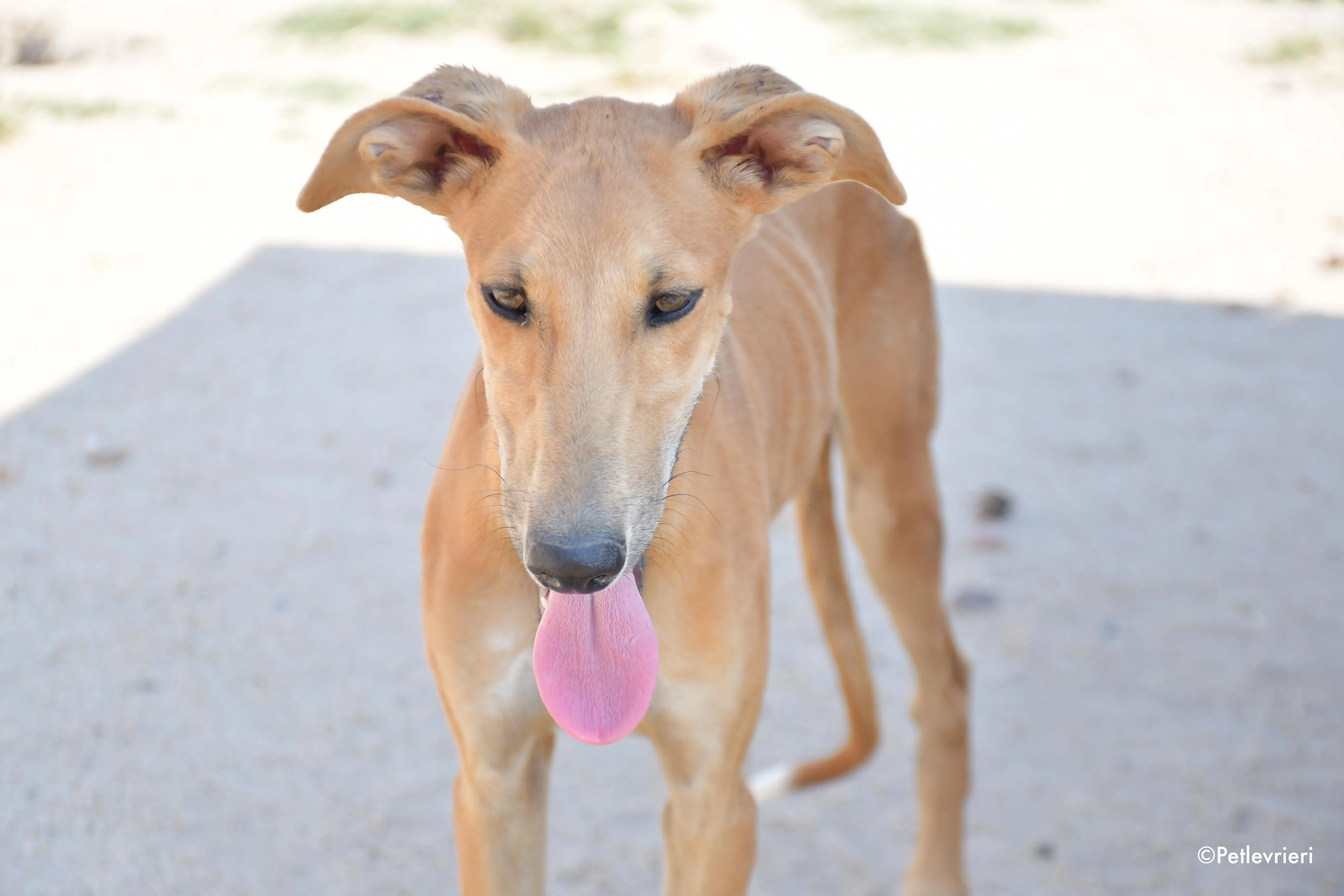 piruletin adozione levrieri galgo 4