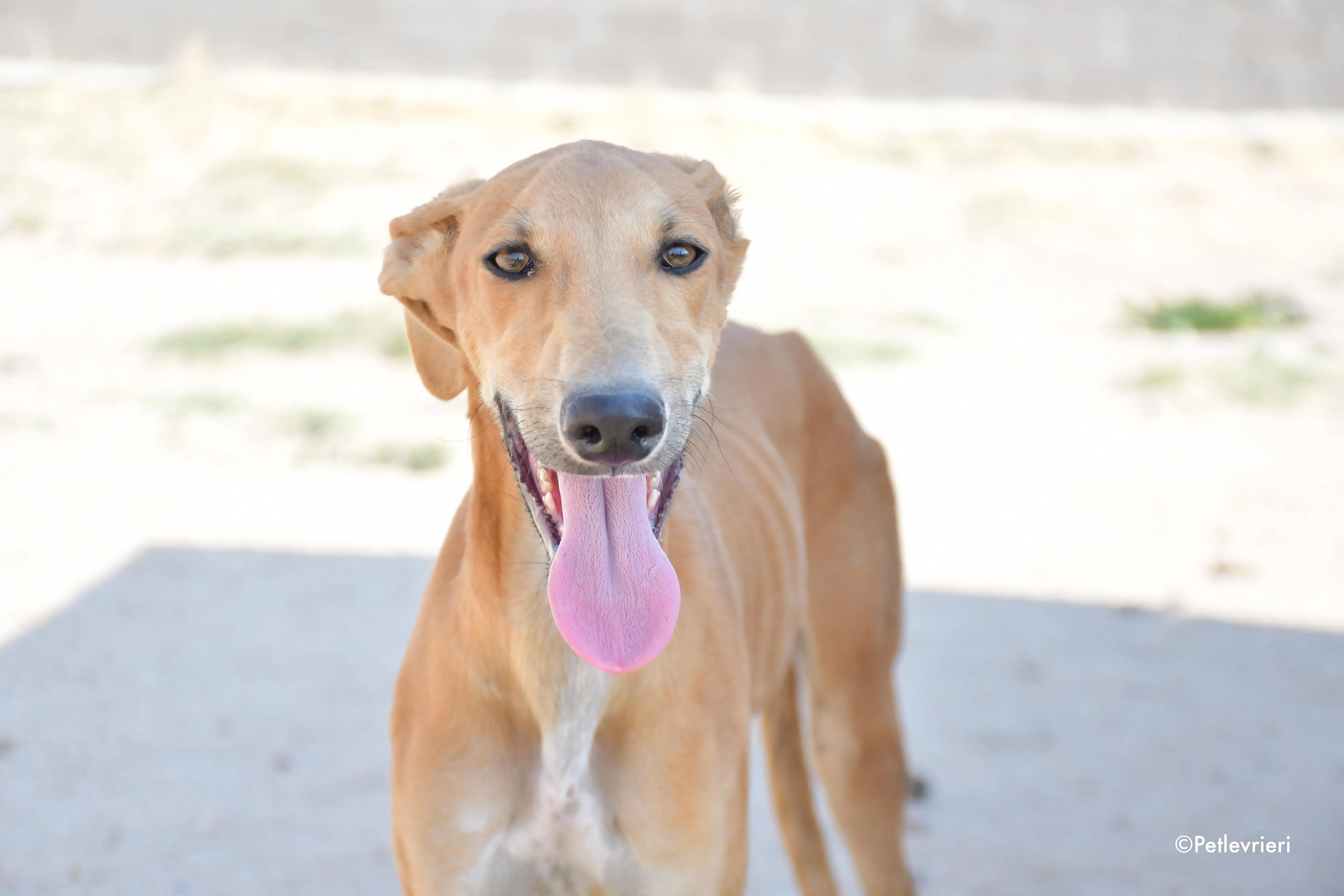 piruletin adozione levrieri galgo 5