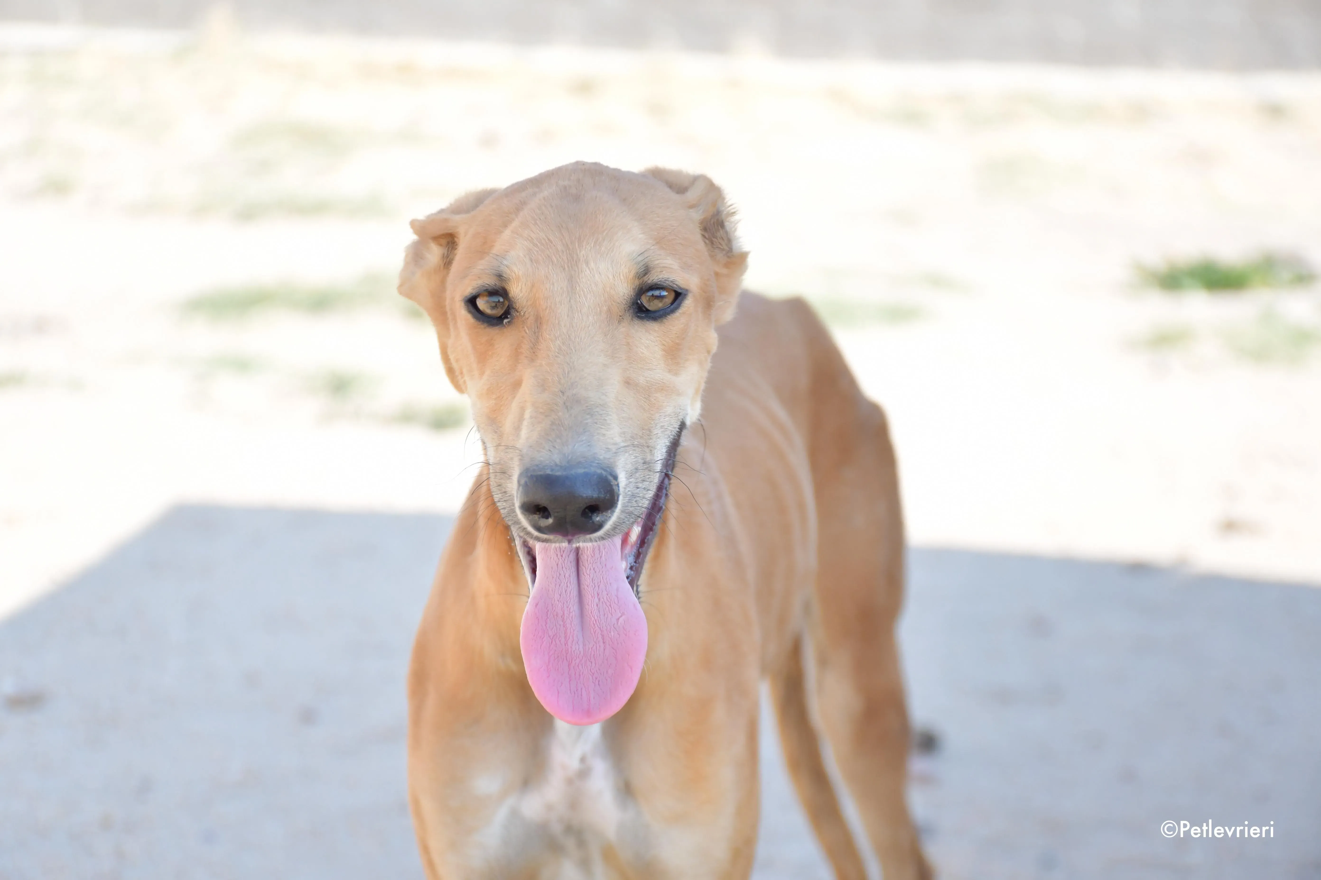 piruletin adozione levrieri galgo 6