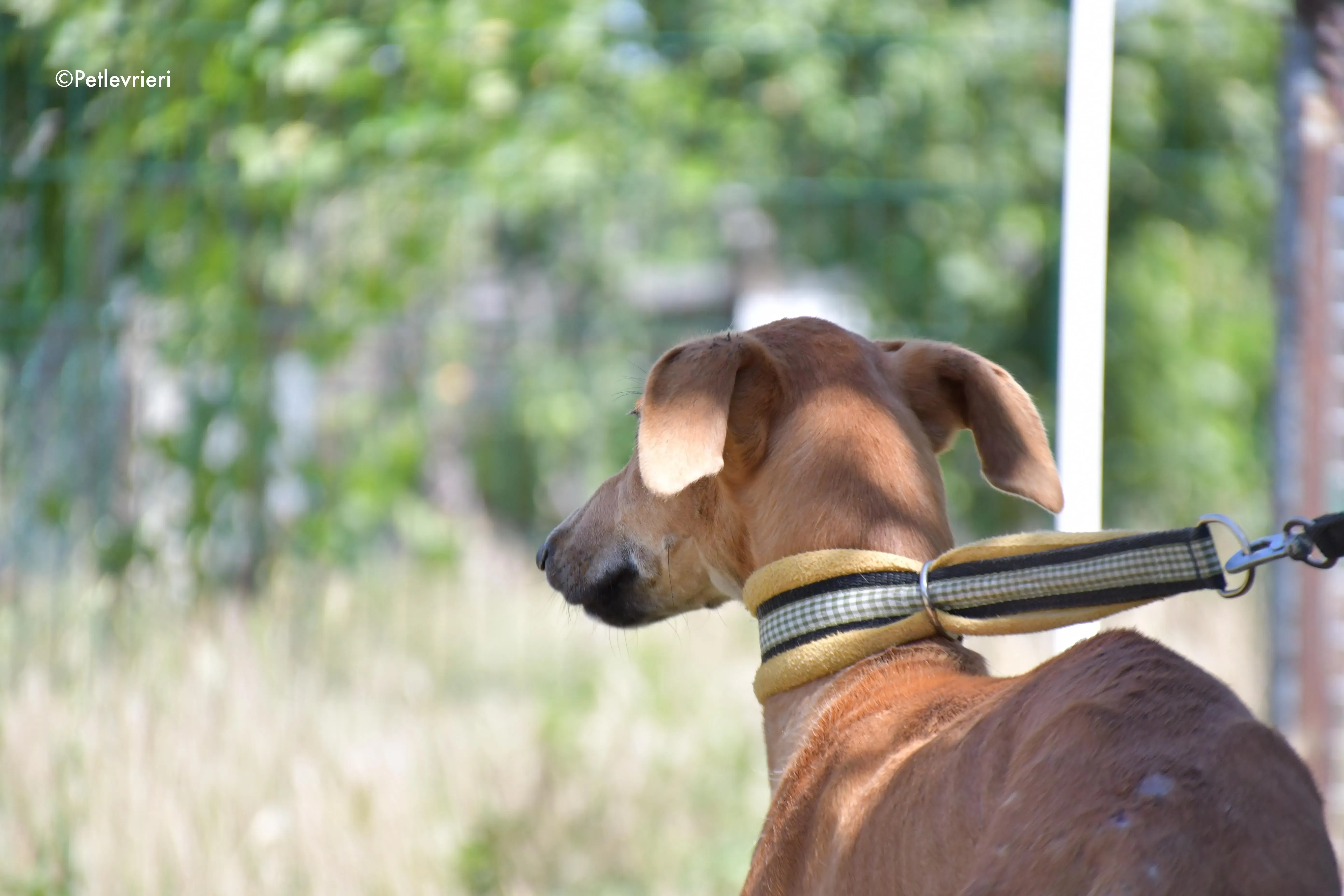 pirulitin adozione levrieri galgo 10