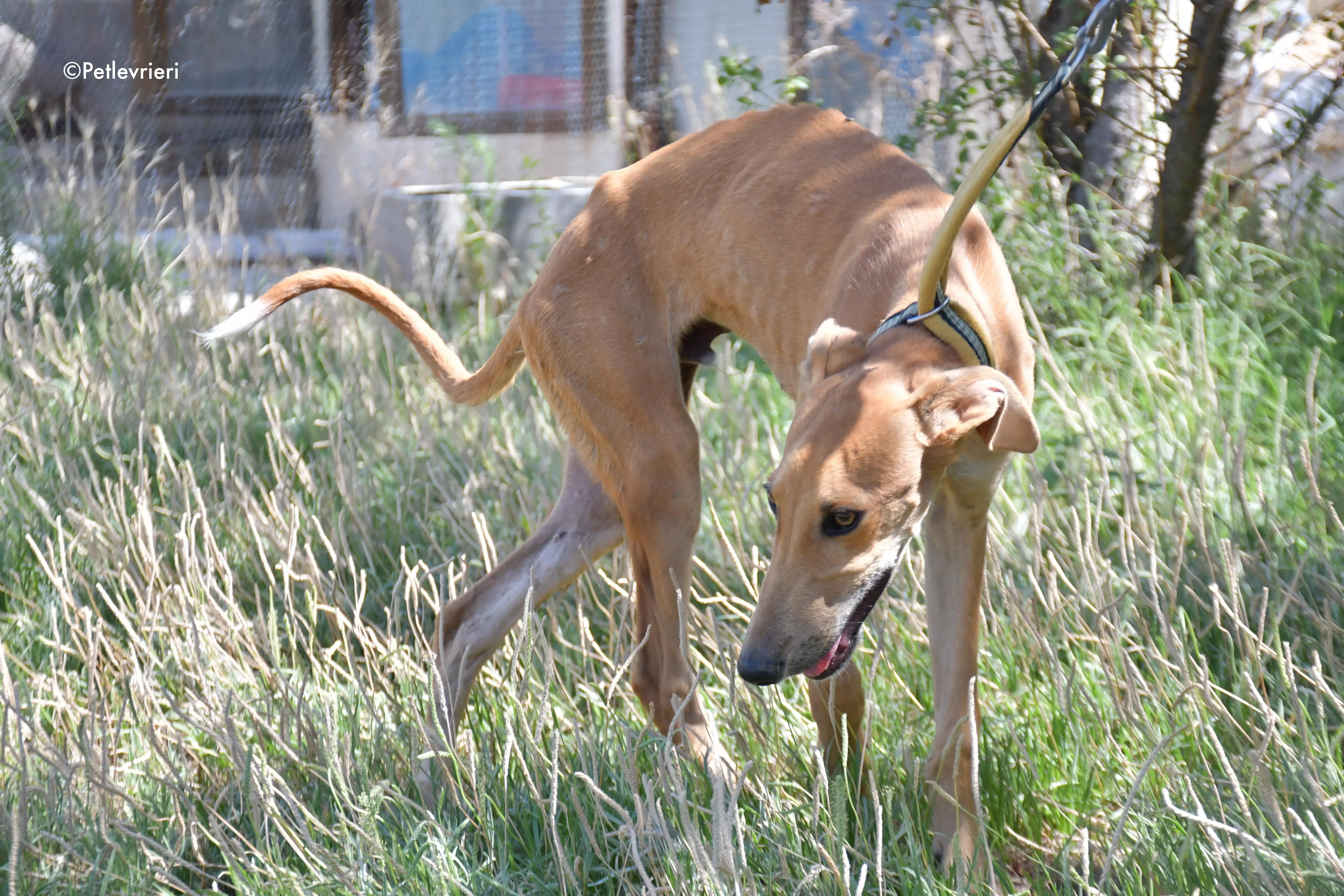 pirulitin adozione levrieri galgo 11