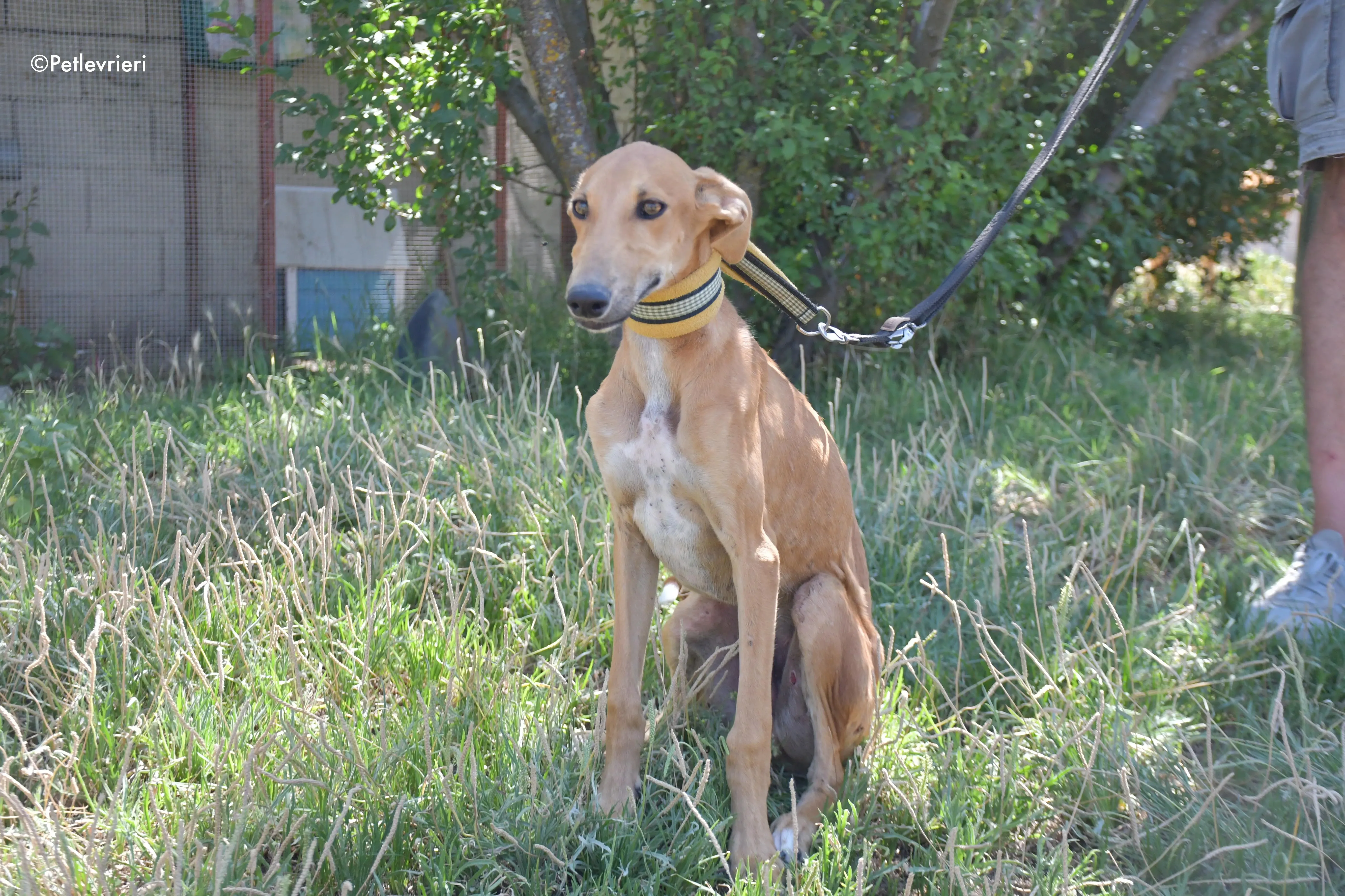 pirulitin adozione levrieri galgo 12