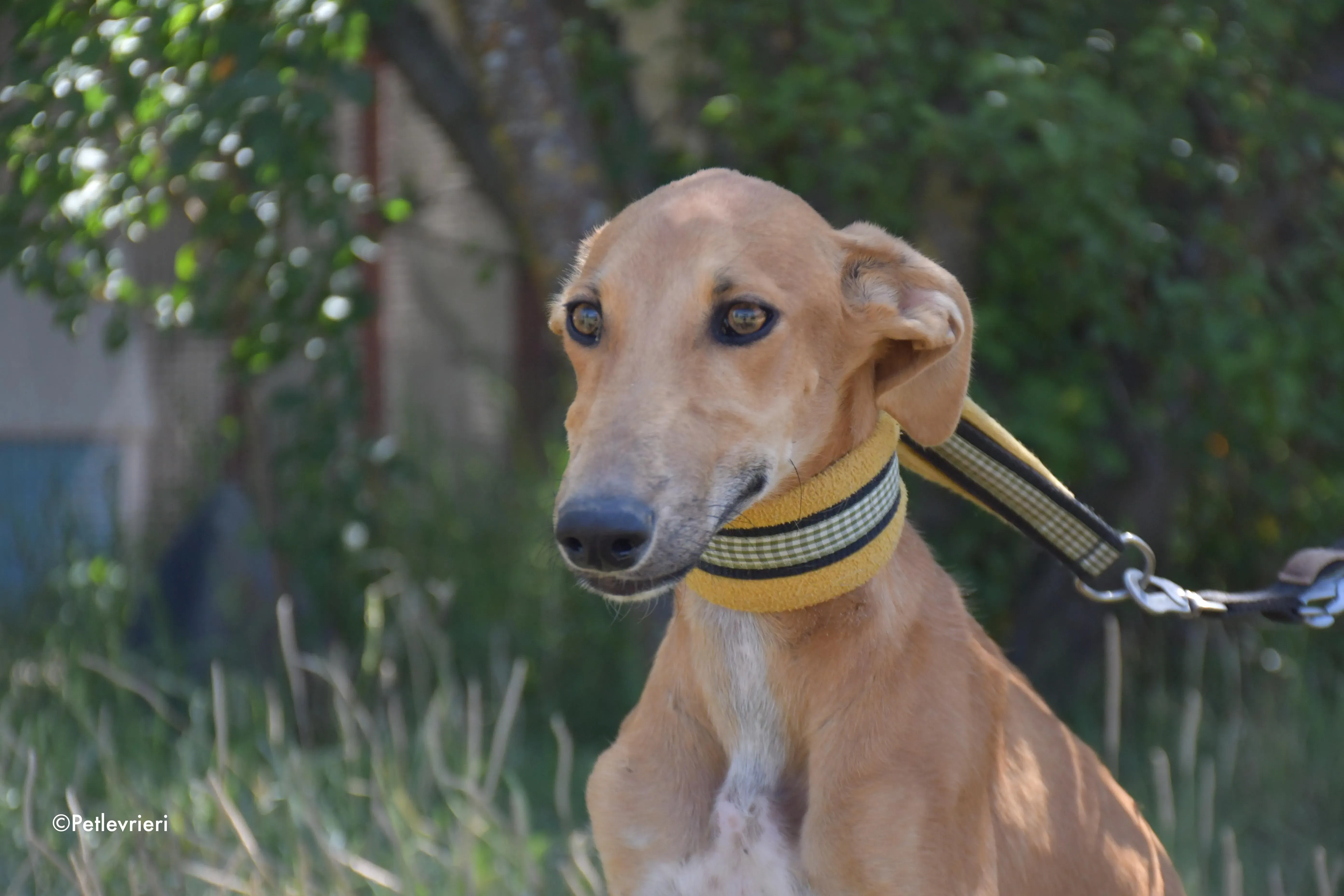 pirulitin adozione levrieri galgo 13