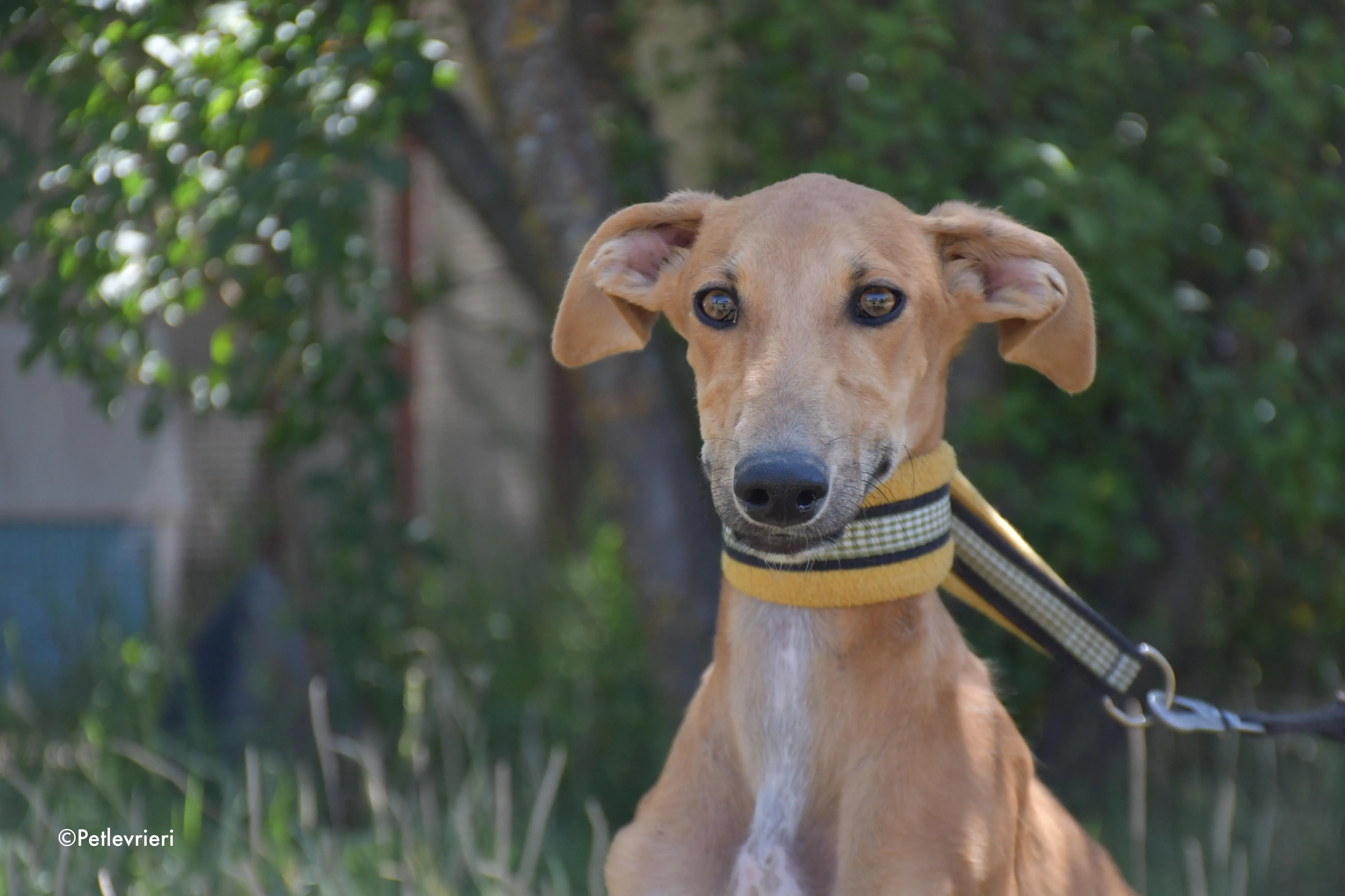 pirulitin adozione levrieri galgo 14