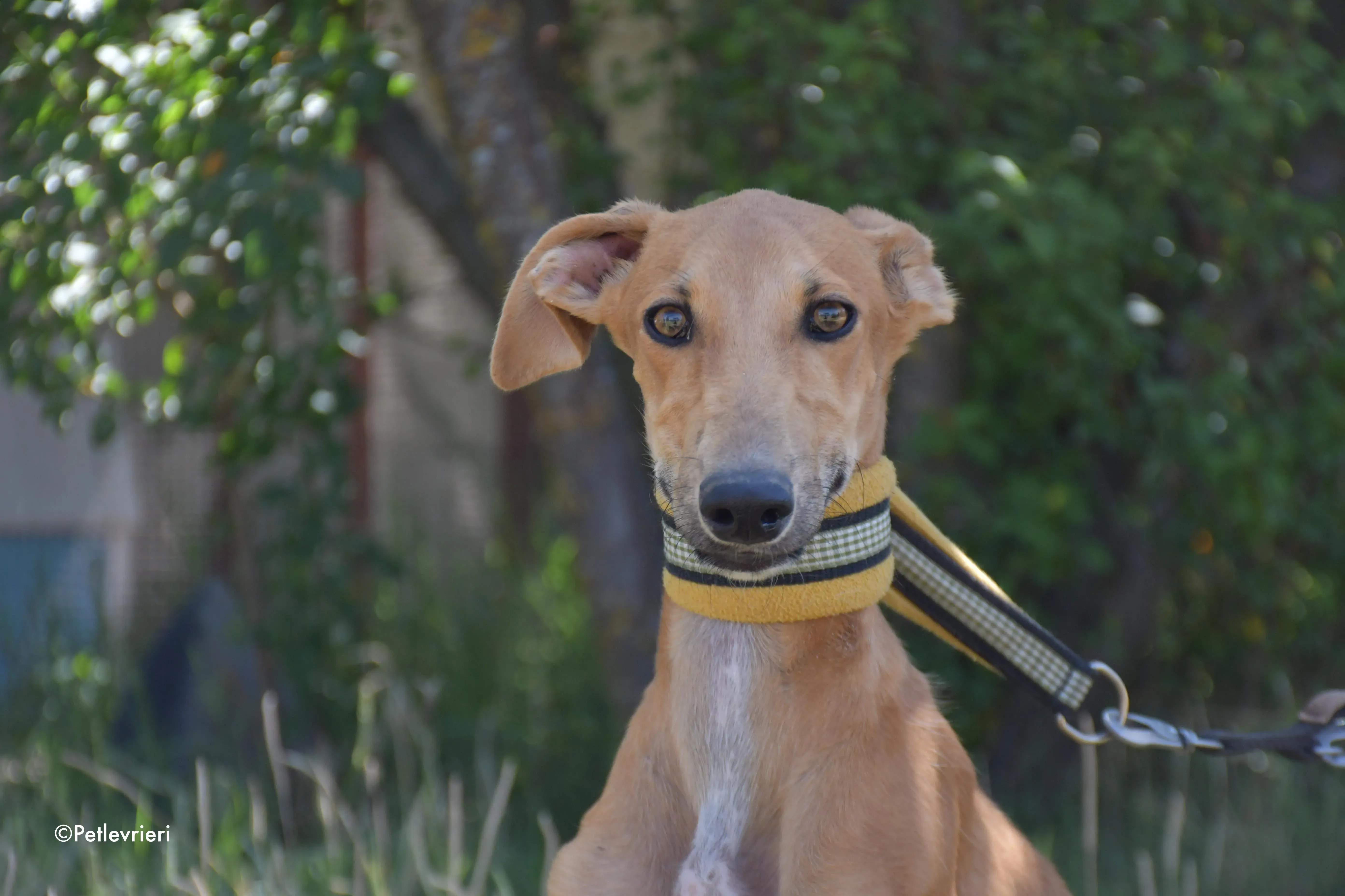 pirulitin adozione levrieri galgo 15