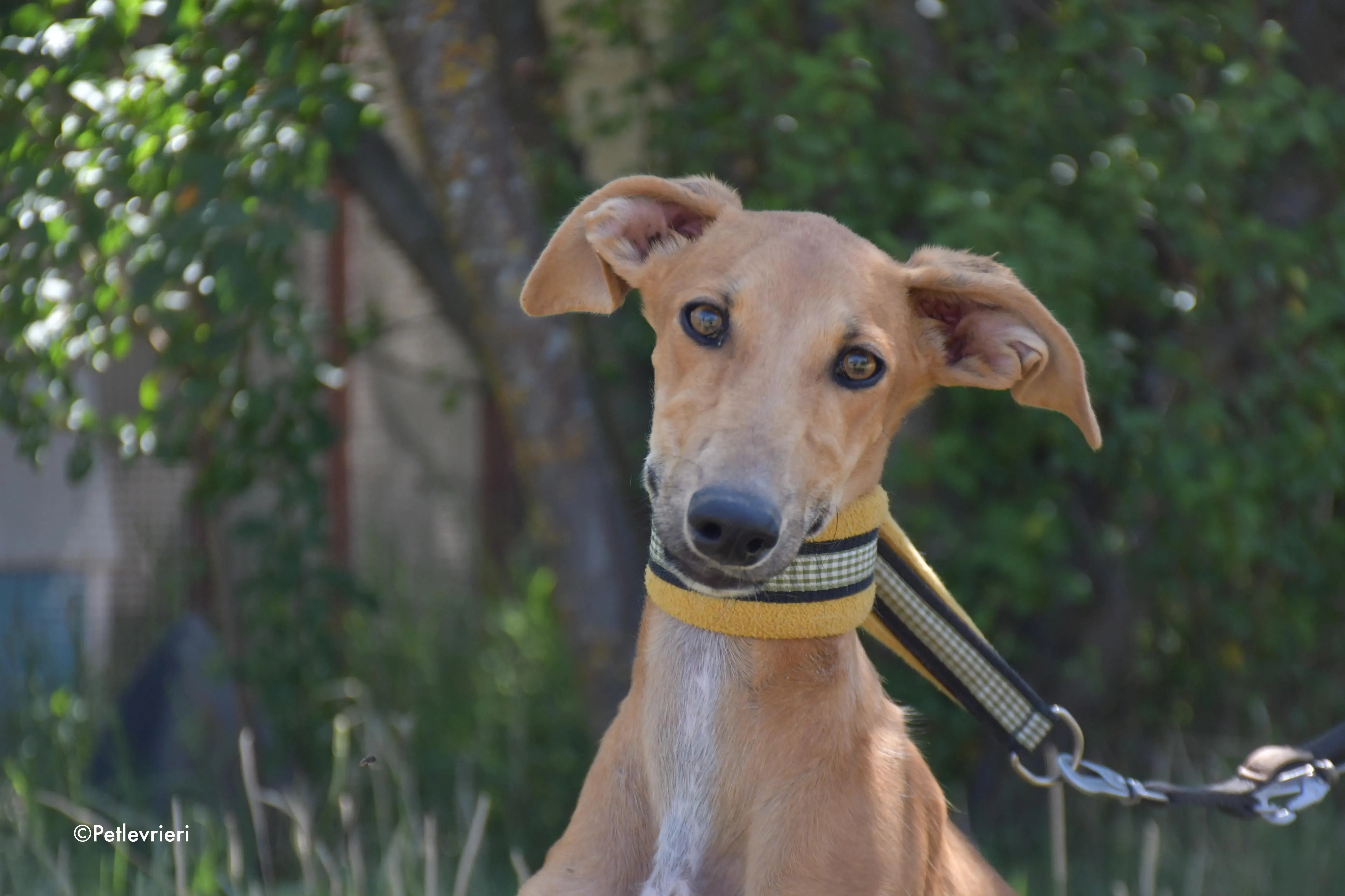 pirulitin adozione levrieri galgo 16