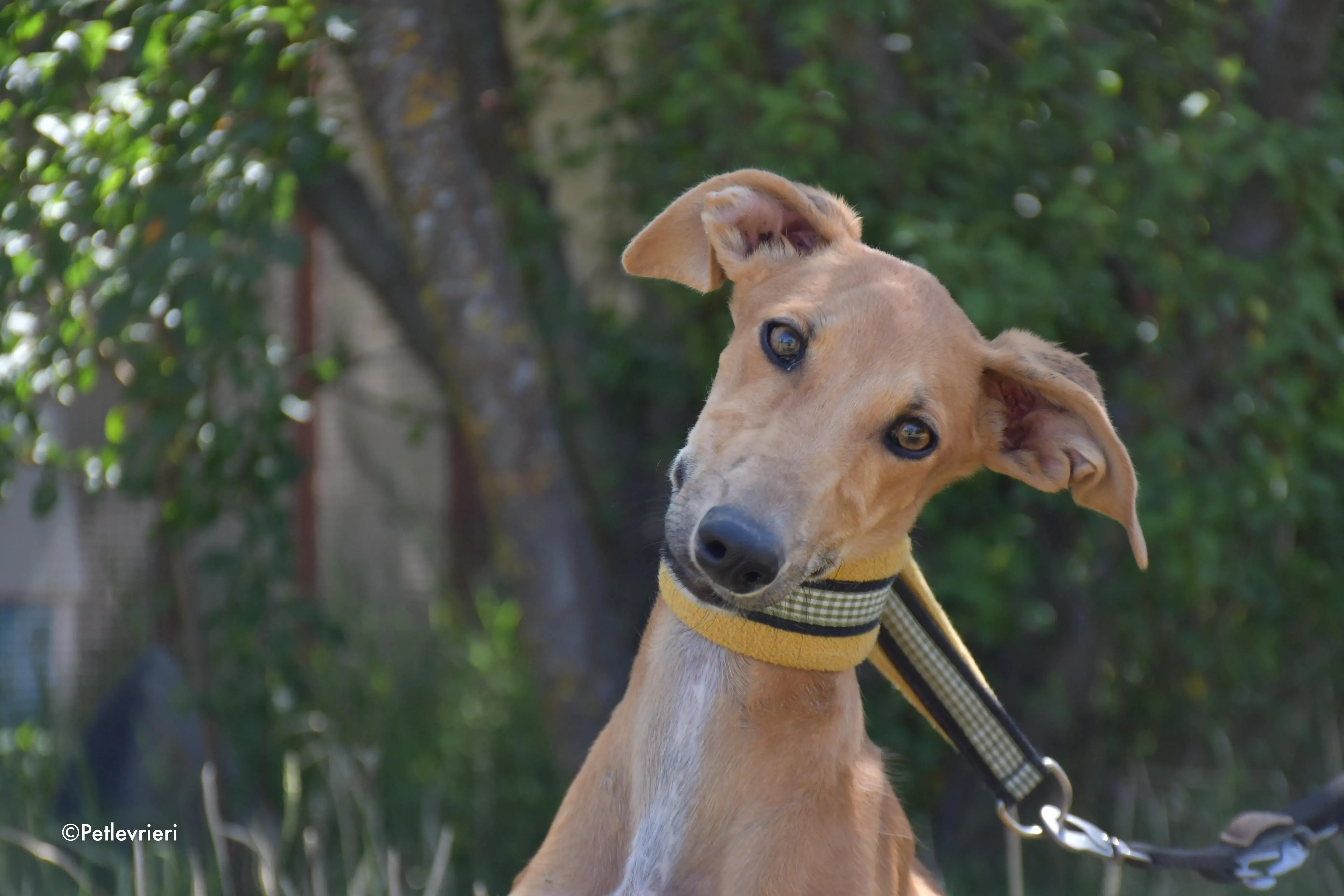 pirulitin adozione levrieri galgo 17