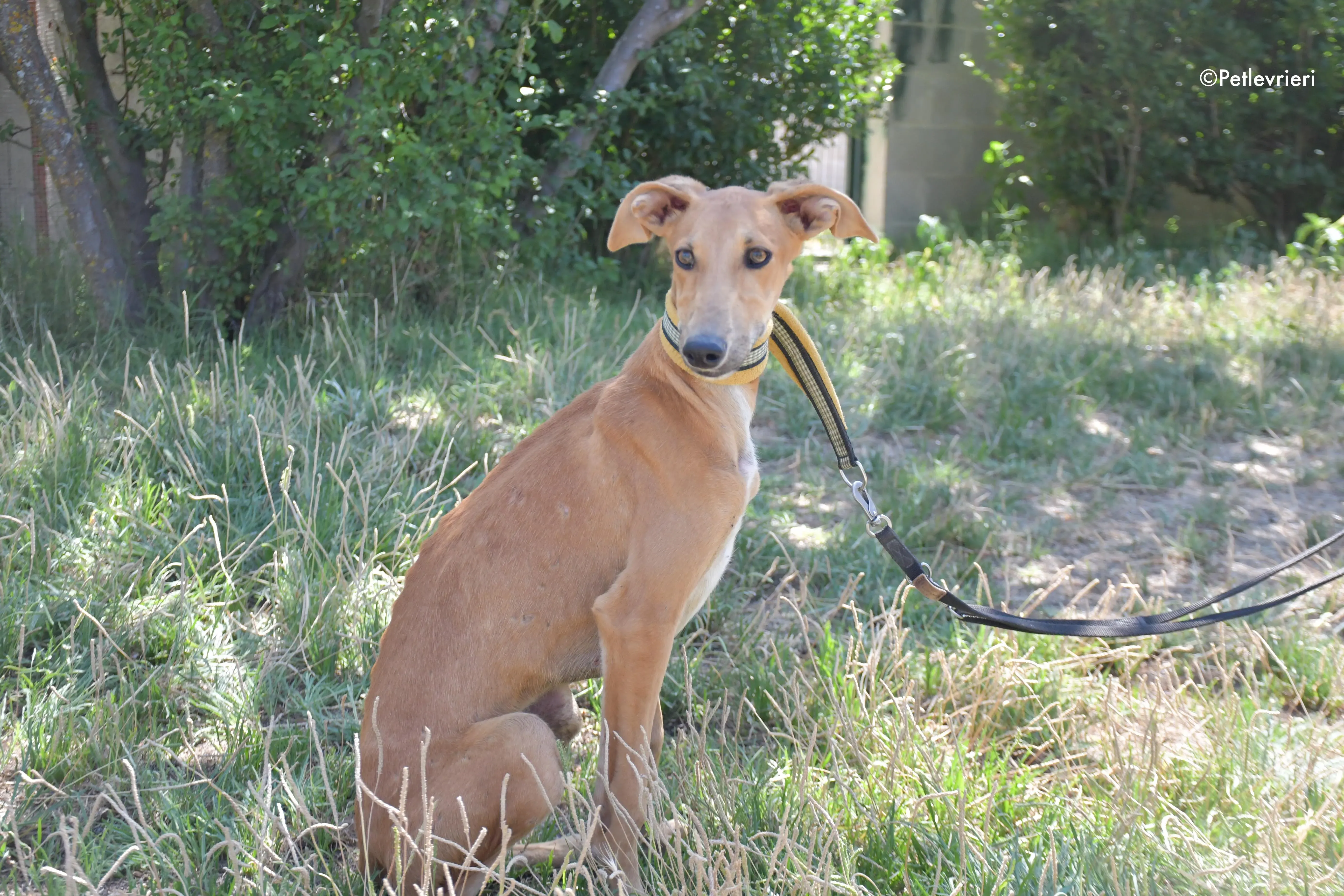 pirulitin adozione levrieri galgo 18