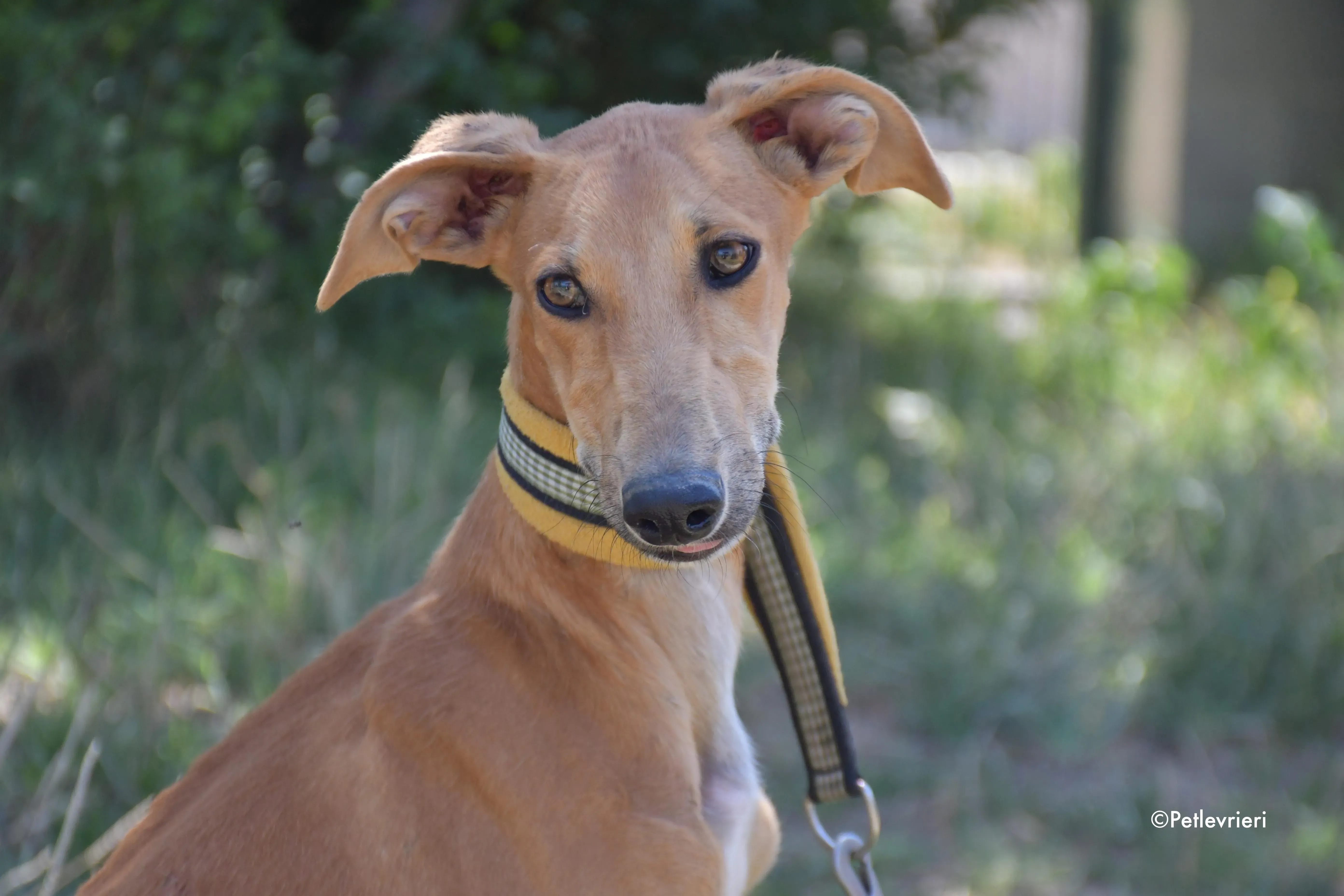 pirulitin adozione levrieri galgo 19