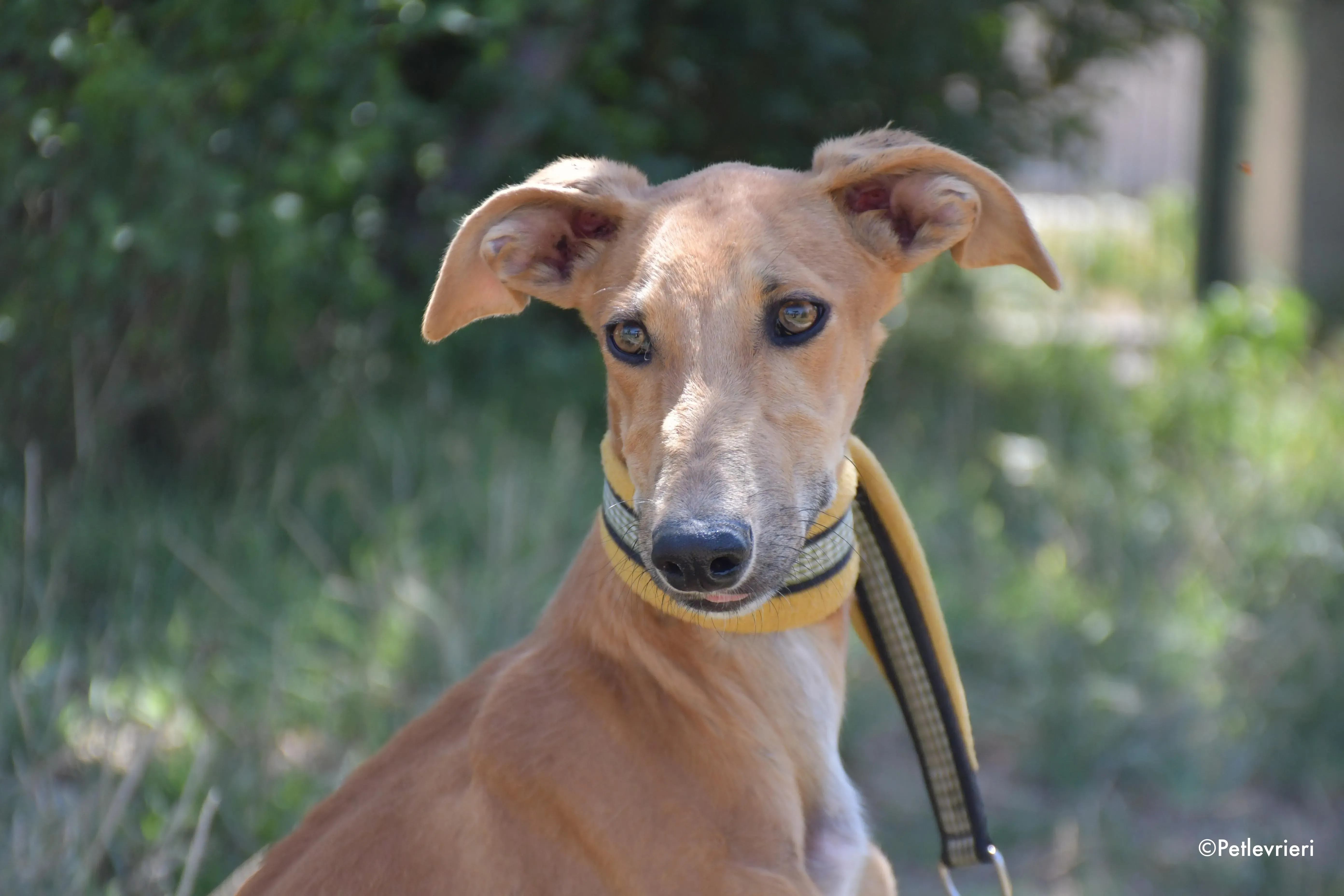 pirulitin adozione levrieri galgo 20