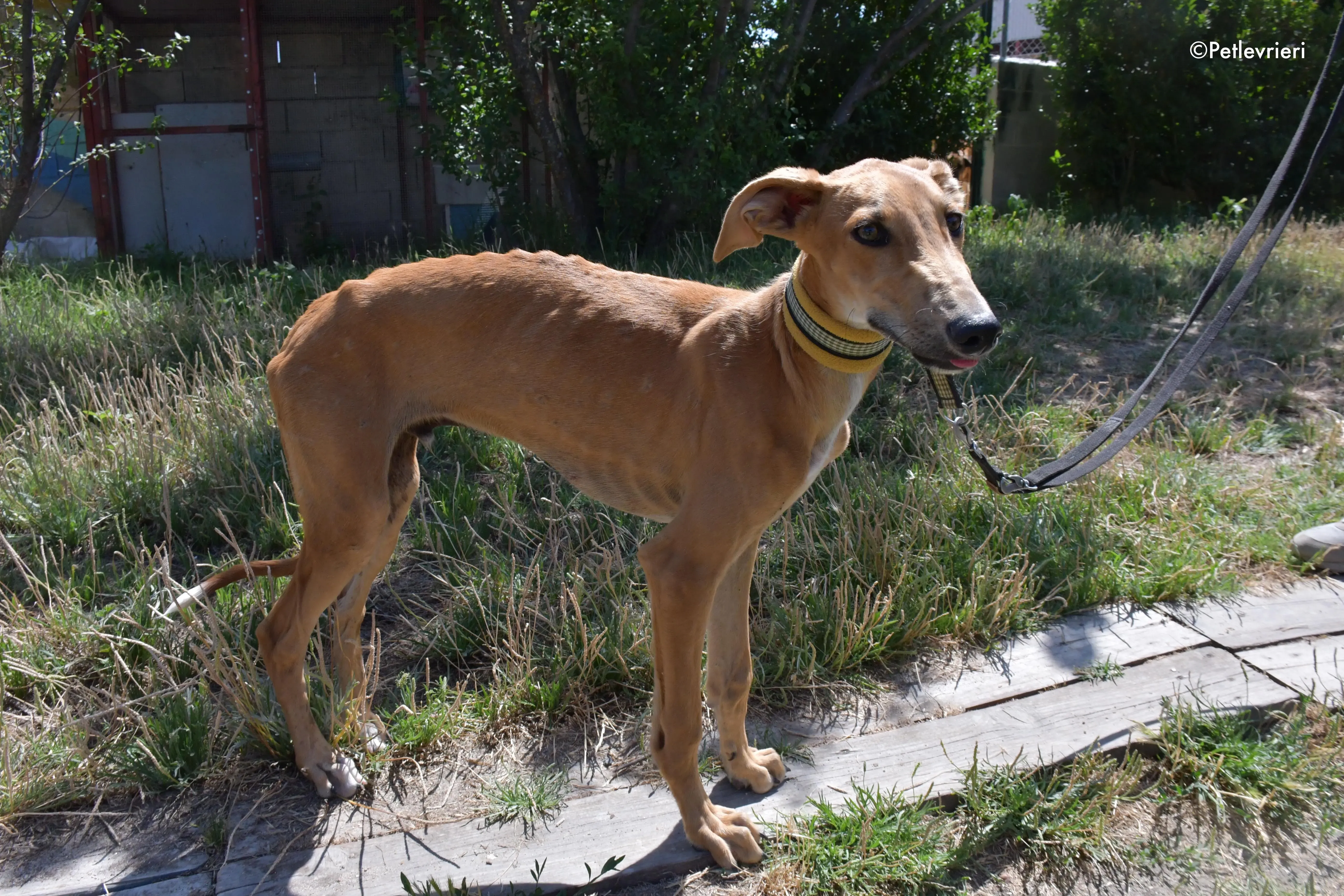 pirulitin adozione levrieri galgo 21