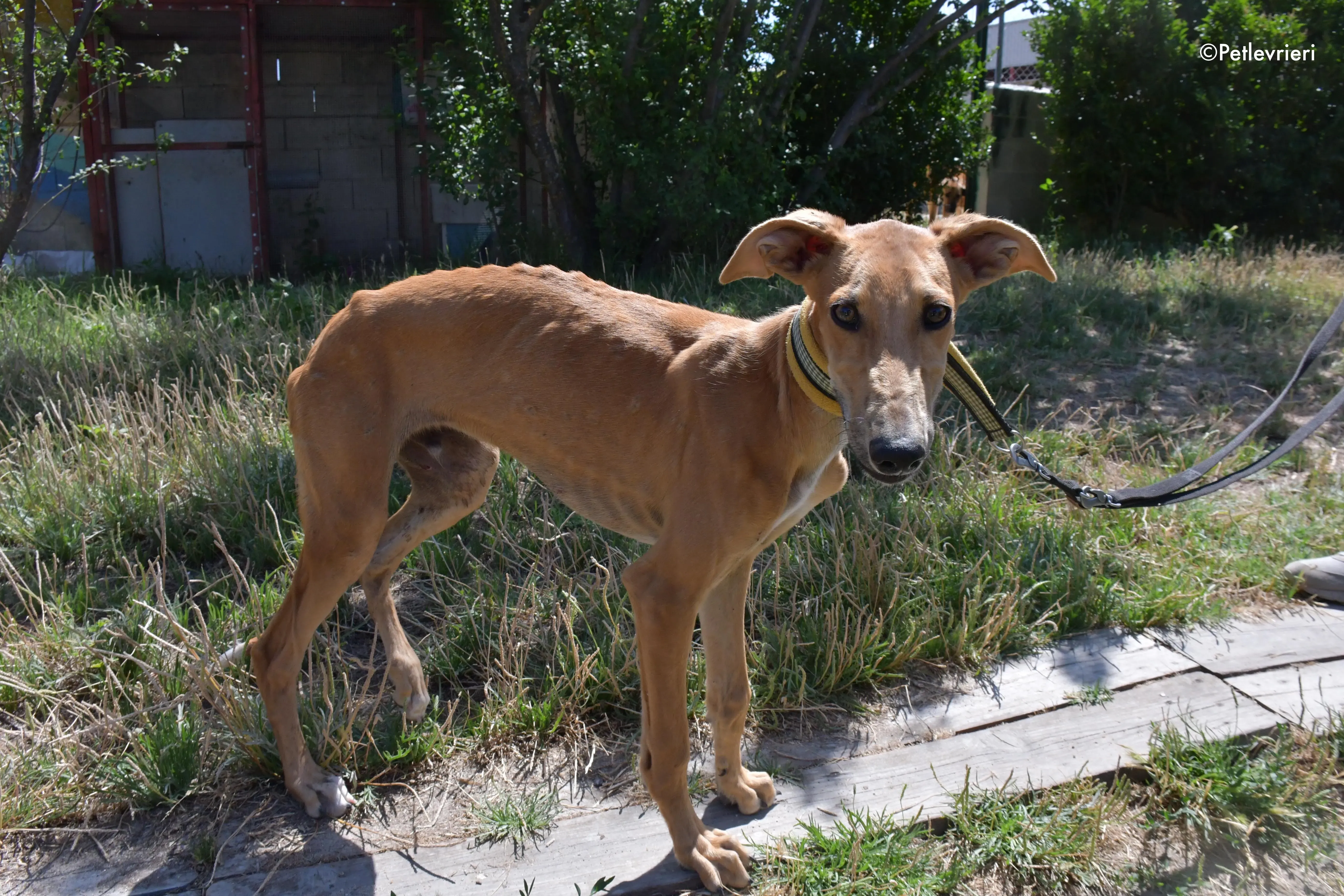 pirulitin adozione levrieri galgo 22