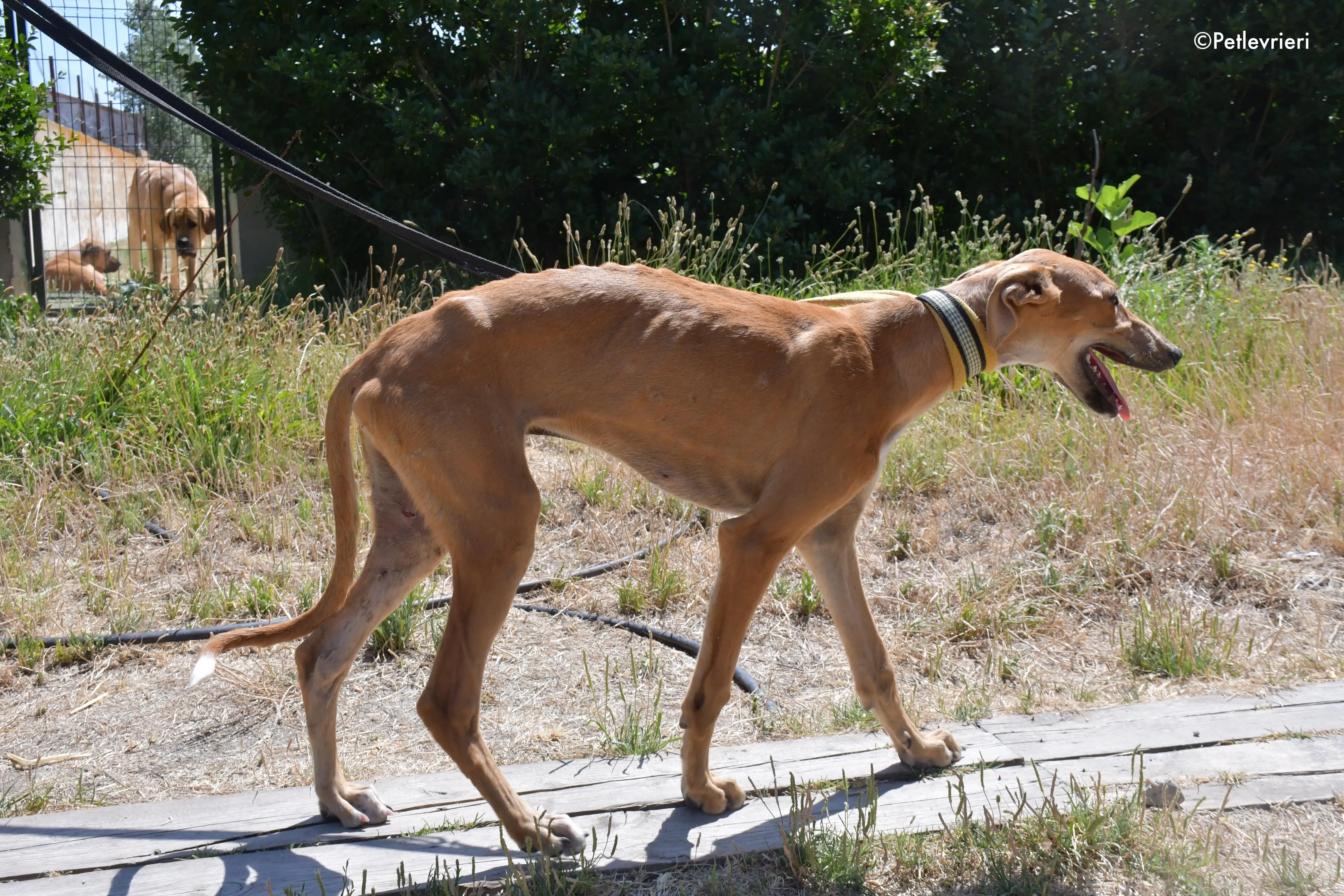 pirulitin adozione levrieri galgo 23