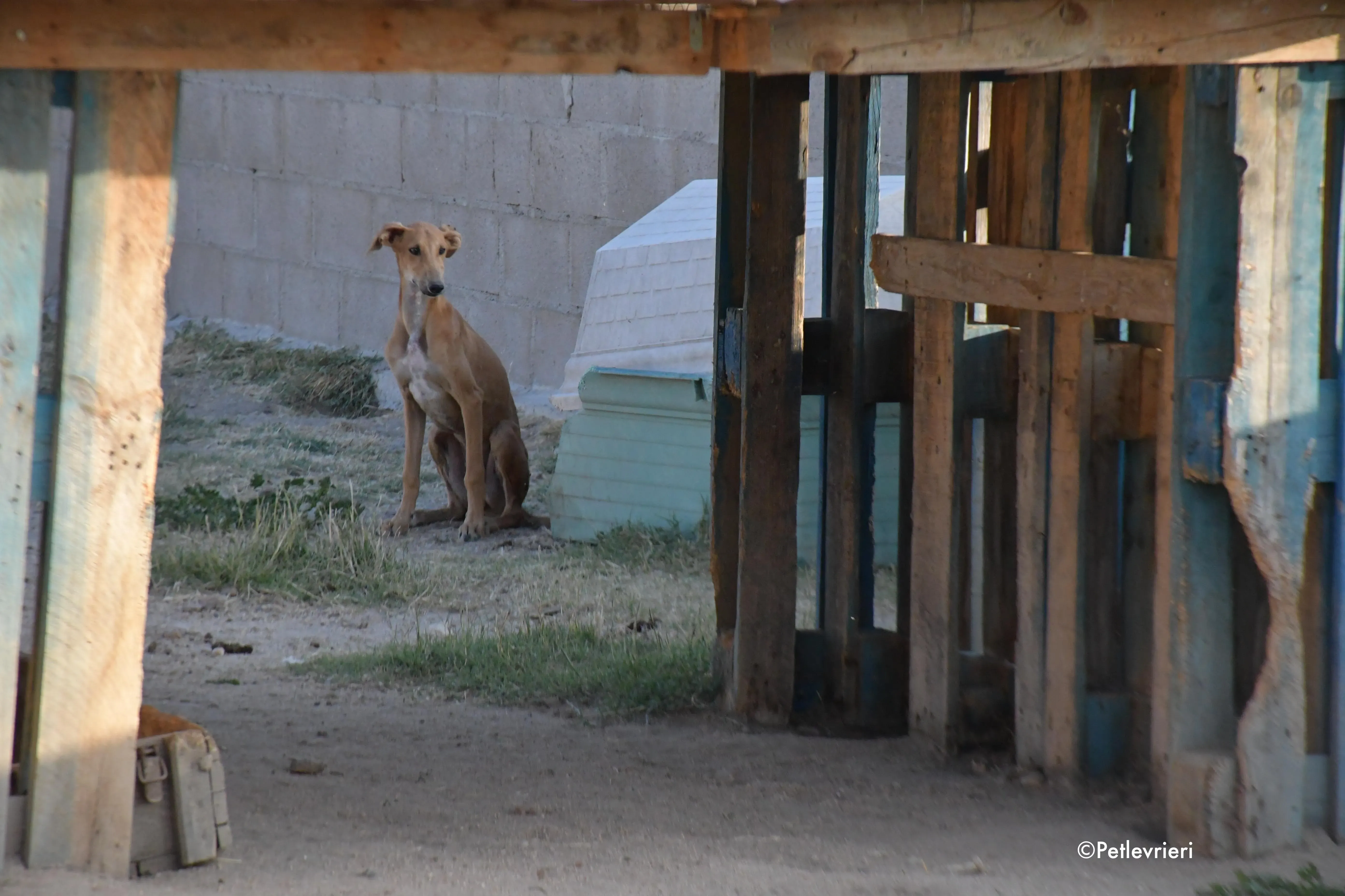 pirulitin adozione levrieri galgo 3