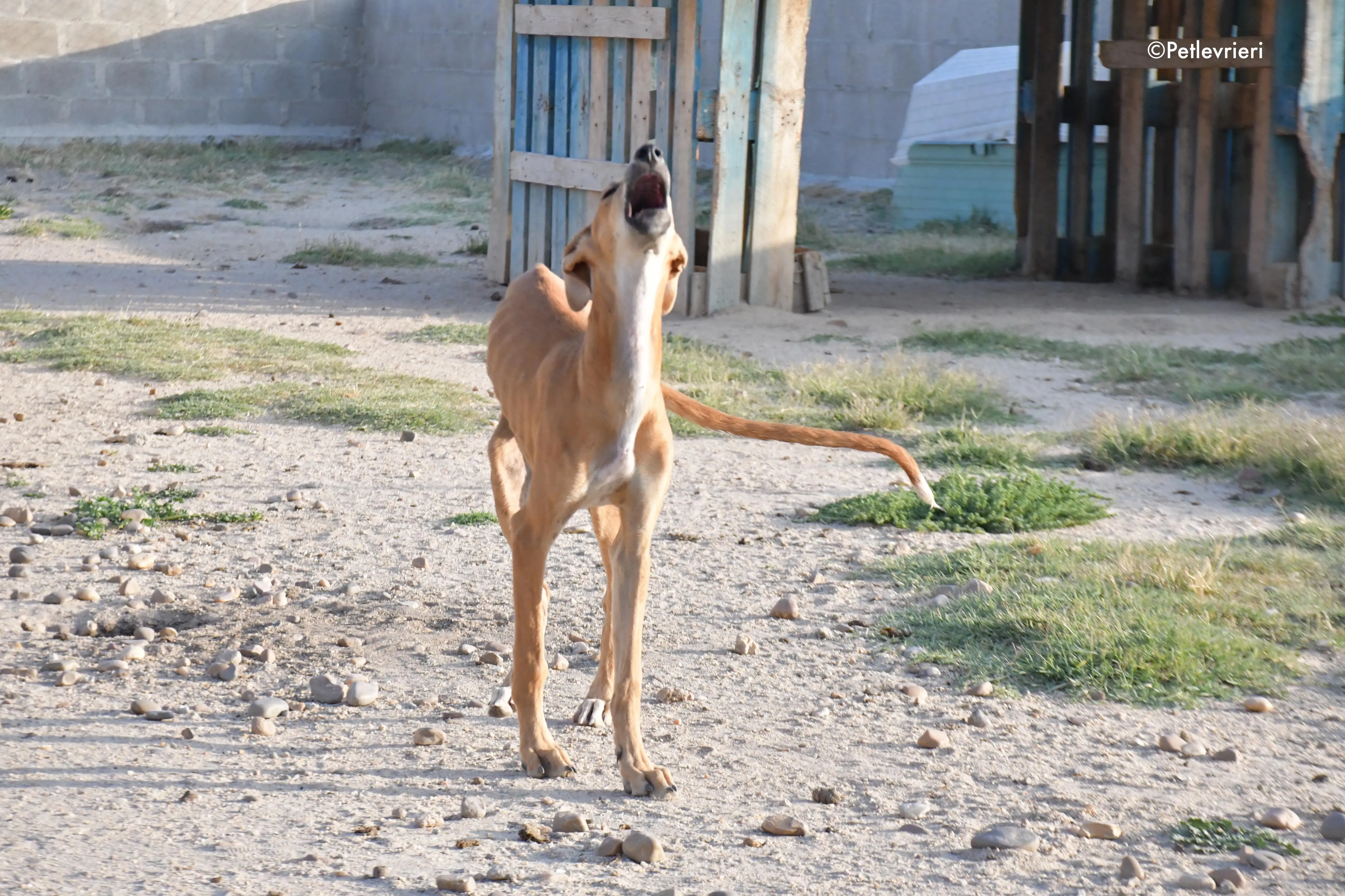 pirulitin adozione levrieri galgo 4