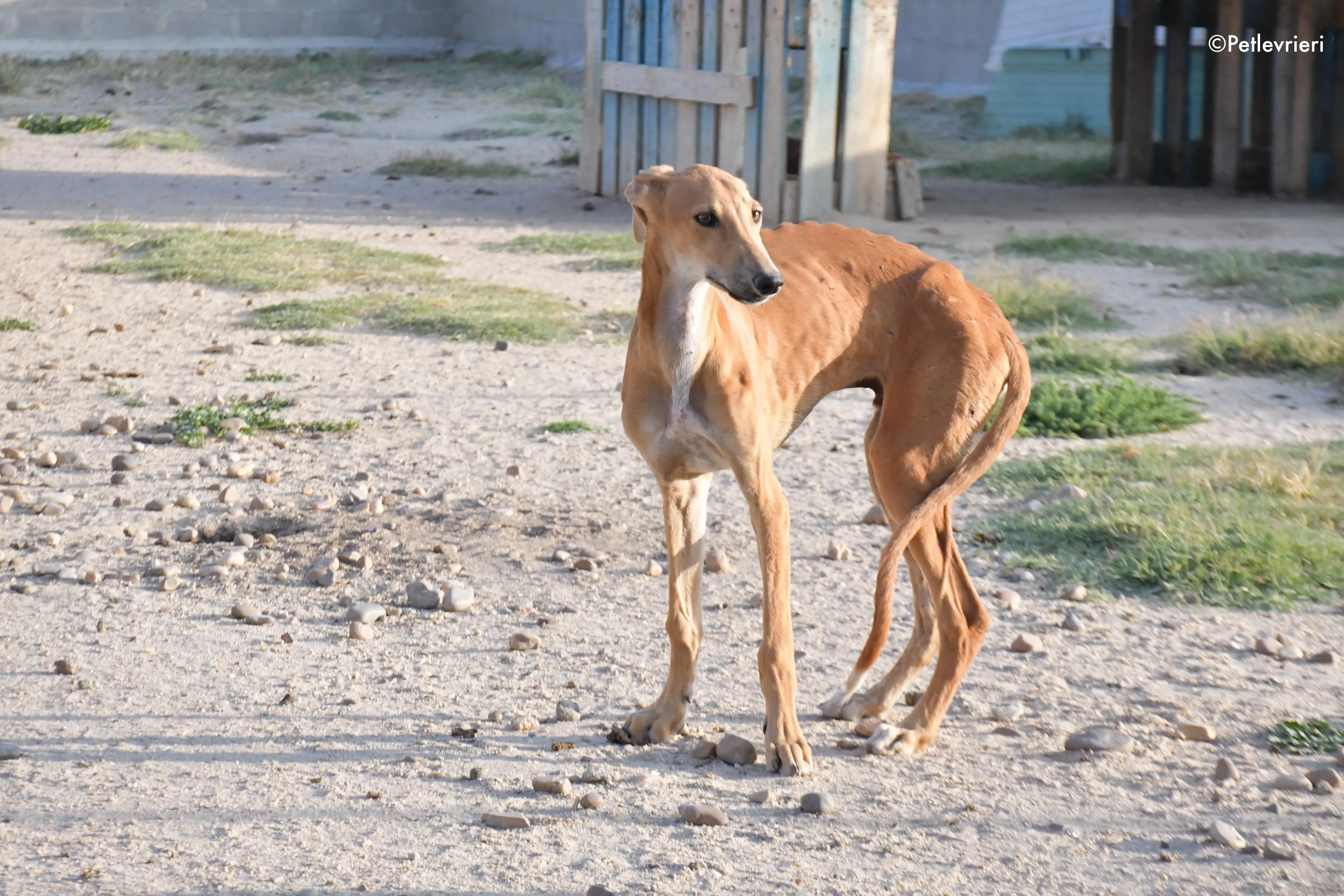 pirulitin adozione levrieri galgo 5