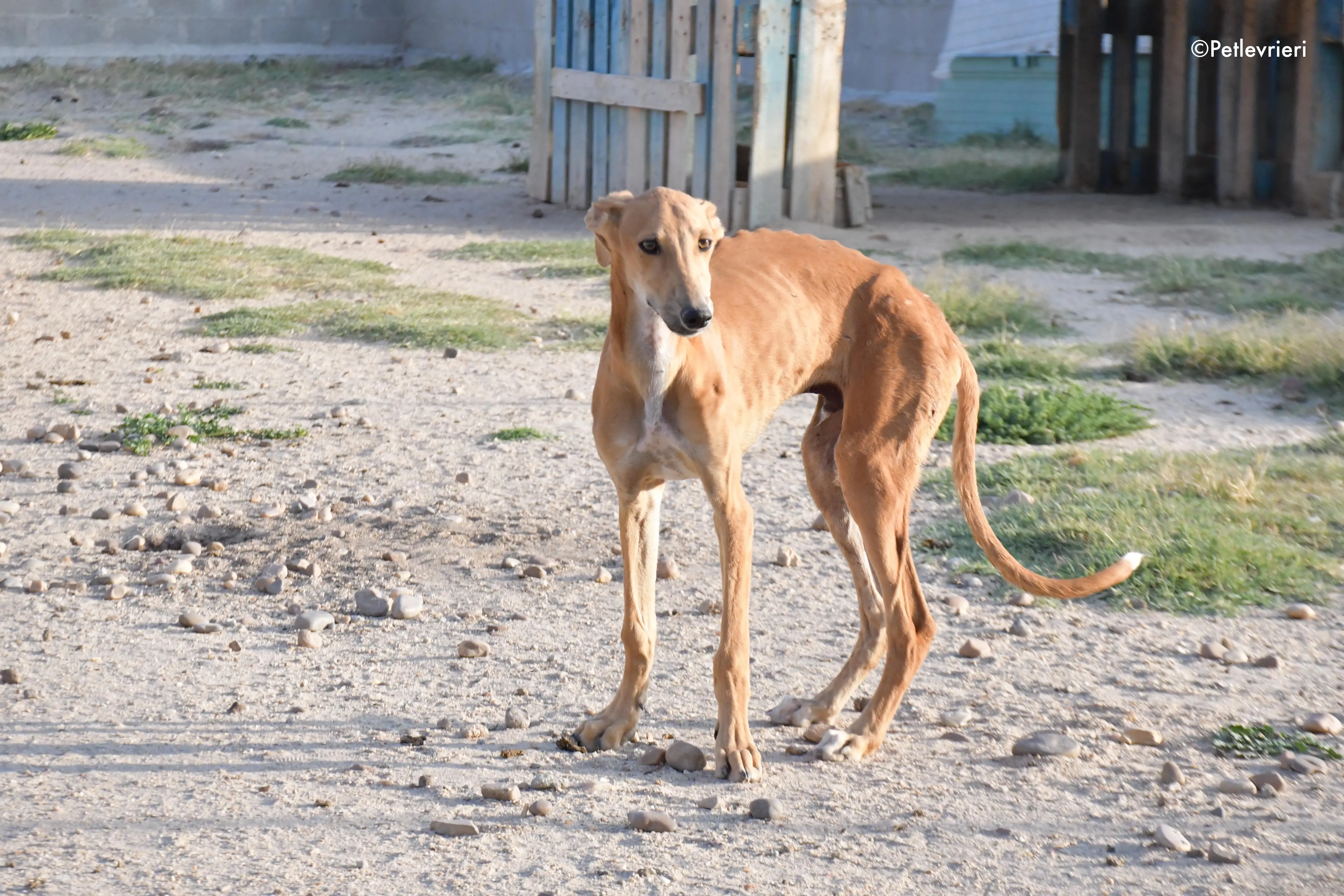 pirulitin adozione levrieri galgo 6