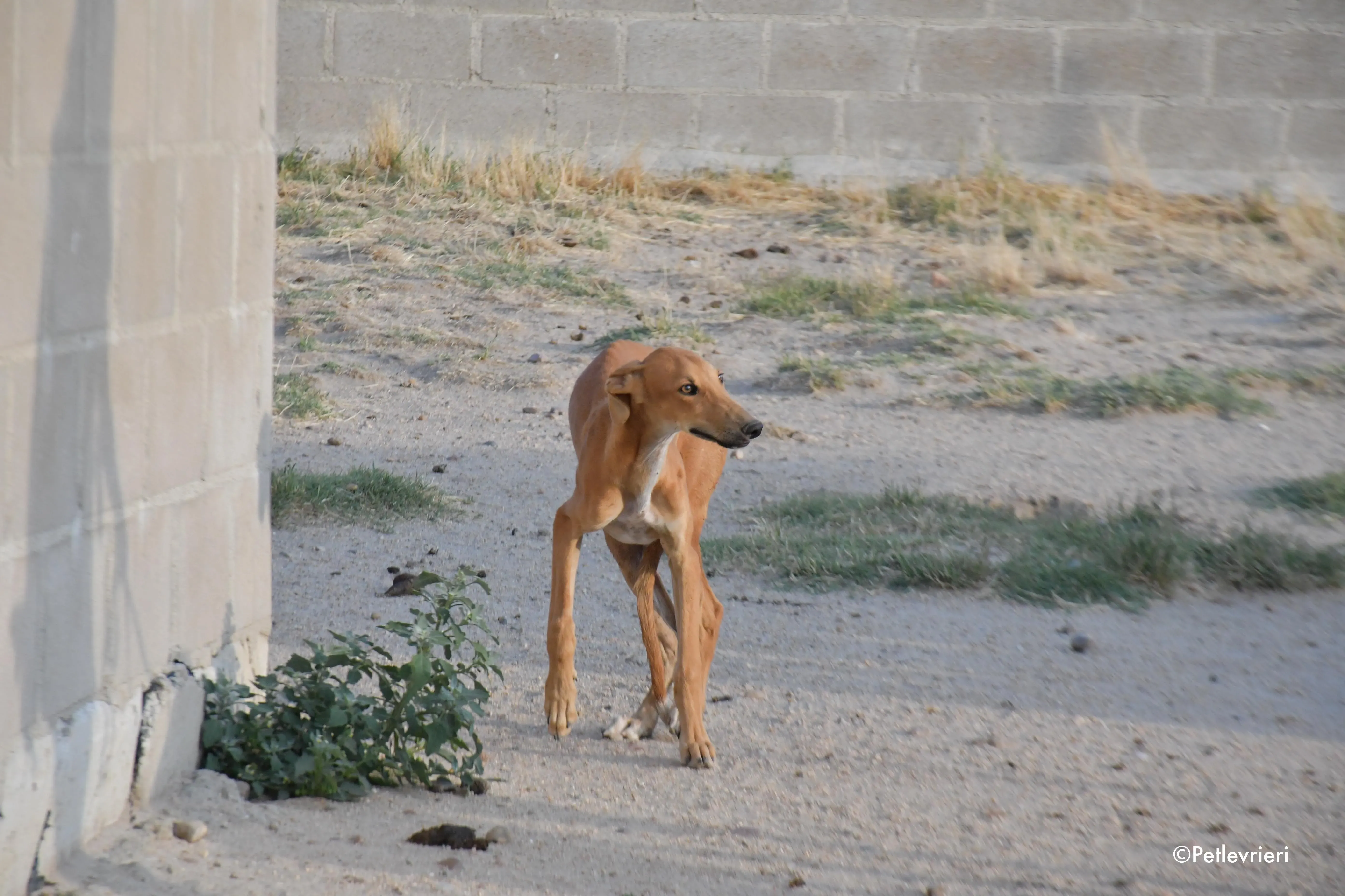 pirulitin adozione levrieri galgo 7