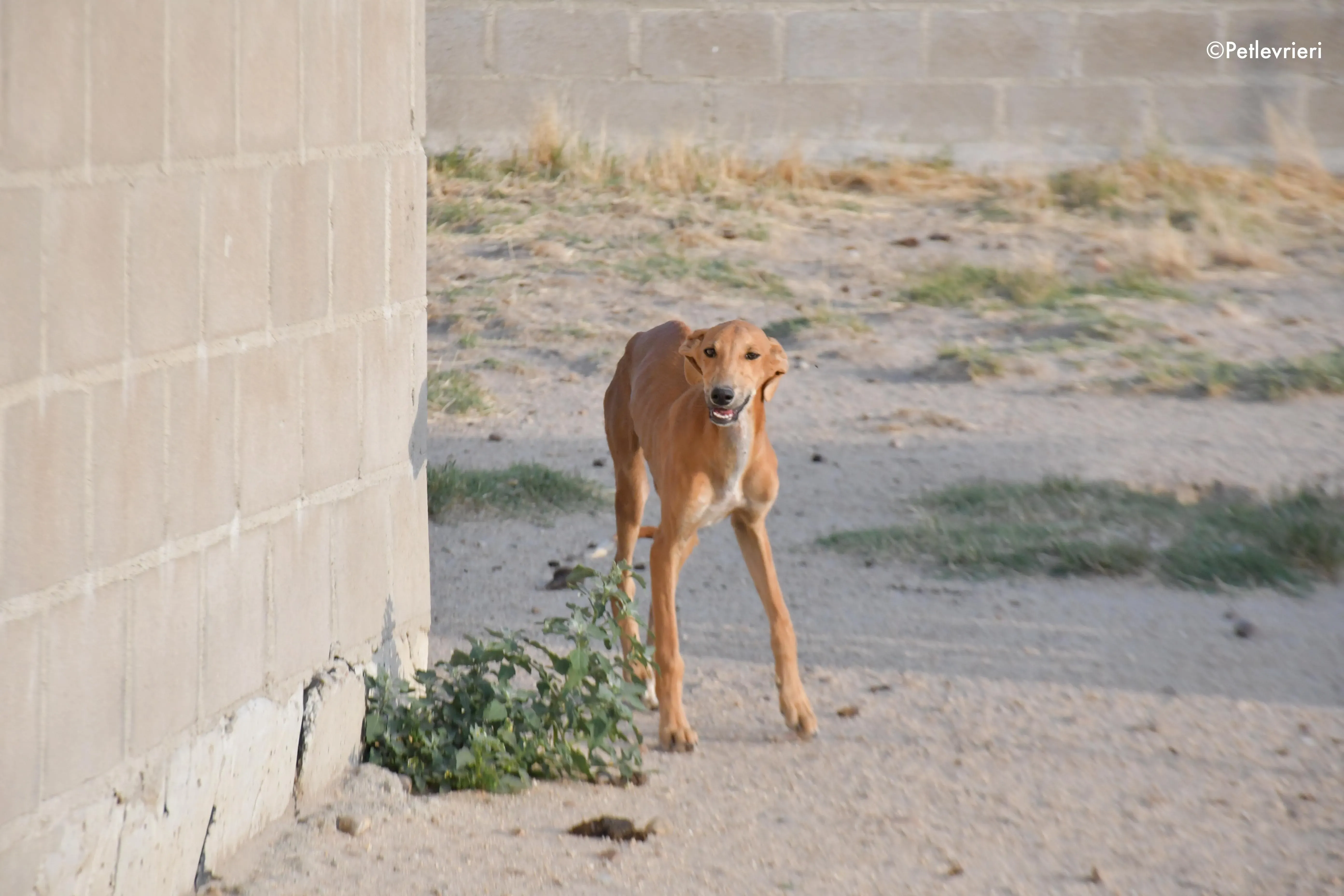 pirulitin adozione levrieri galgo 8