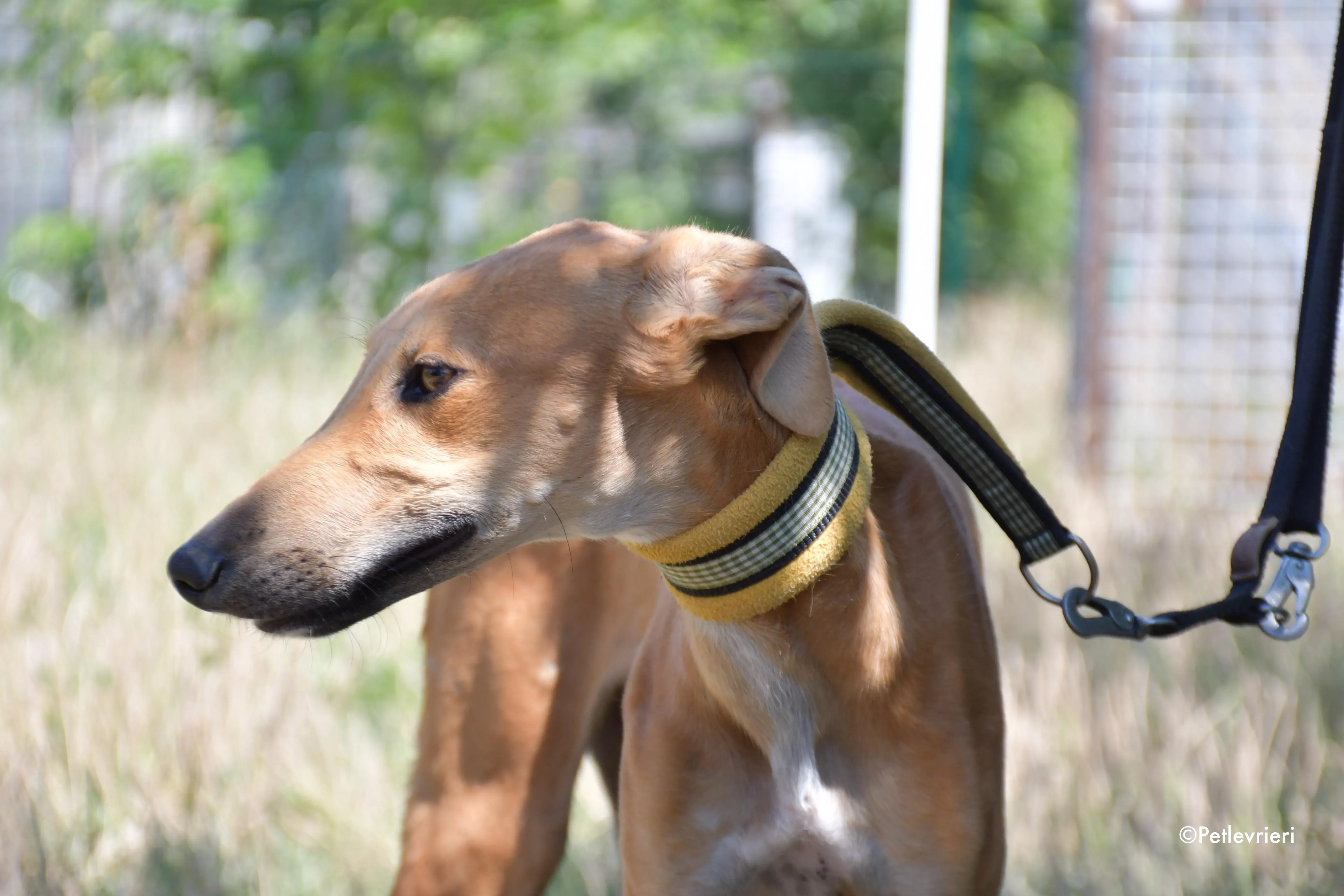 pirulitin adozione levrieri galgo 9