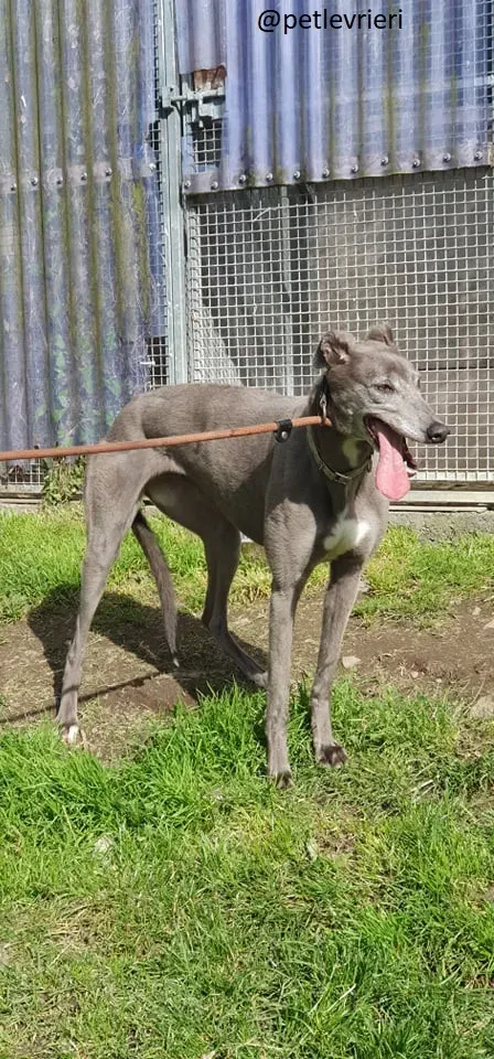 pisa adozione greyhound