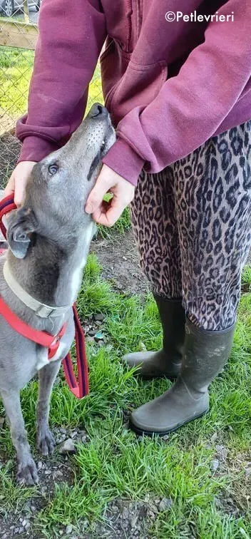 pisa adozione levrieri greyhound 5