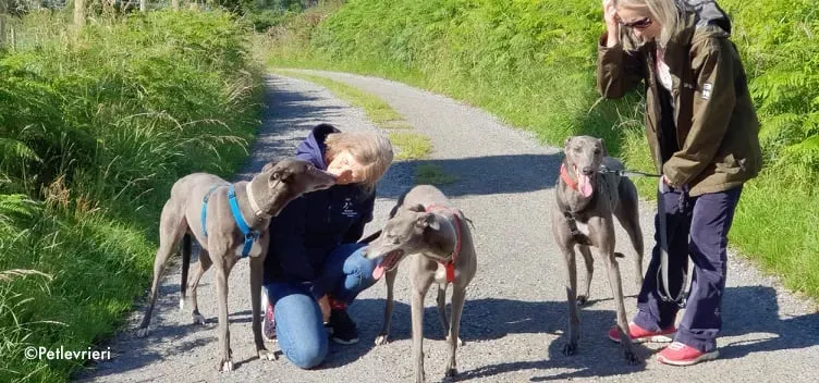 pisa adozione levrieri greyhound 6