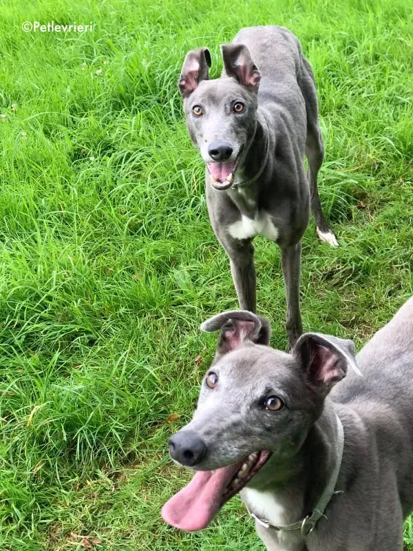 pisa adozione levrieri greyhound 7 1