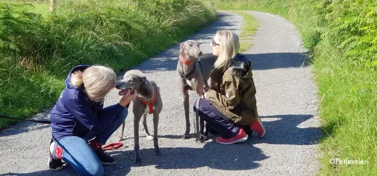 pisa adozione levrieri greyhound 7