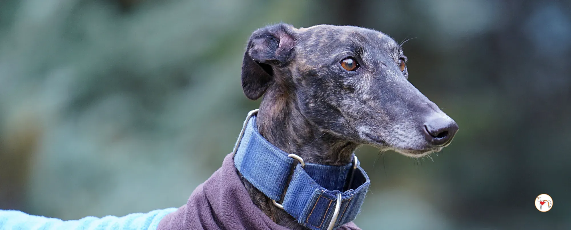 pistacho galgo adozione 00 copertina a