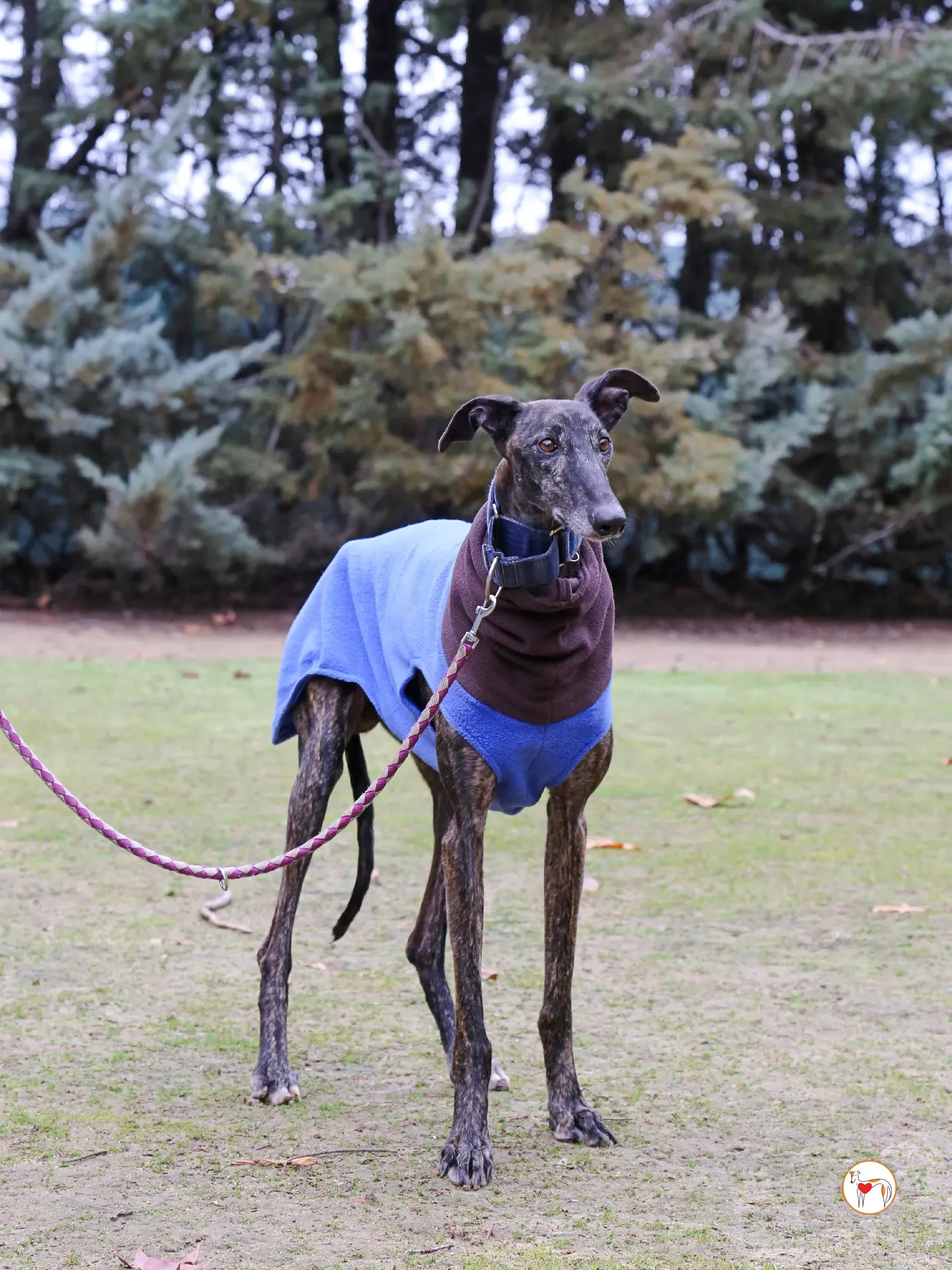 pistacho galgo adozione 01