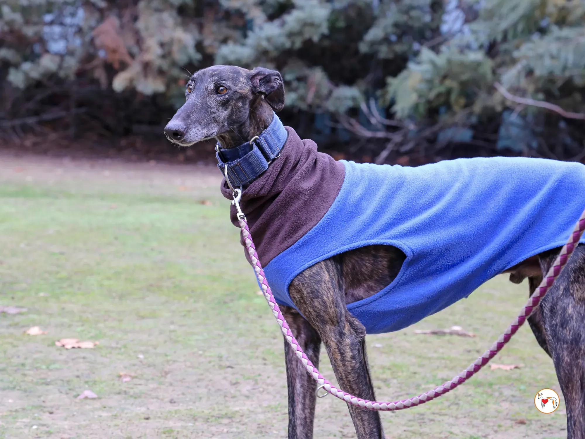 pistacho galgo adozione 02