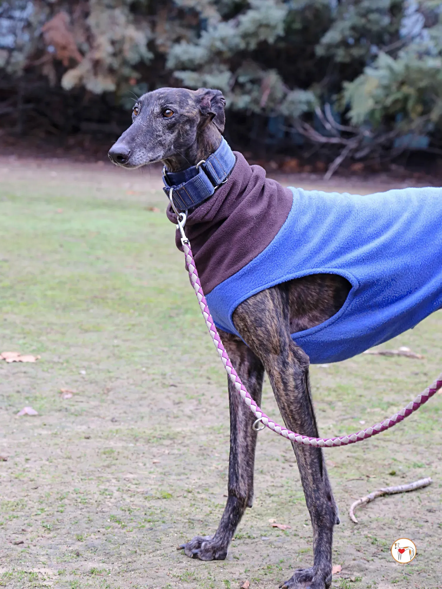 pistacho galgo adozione 03