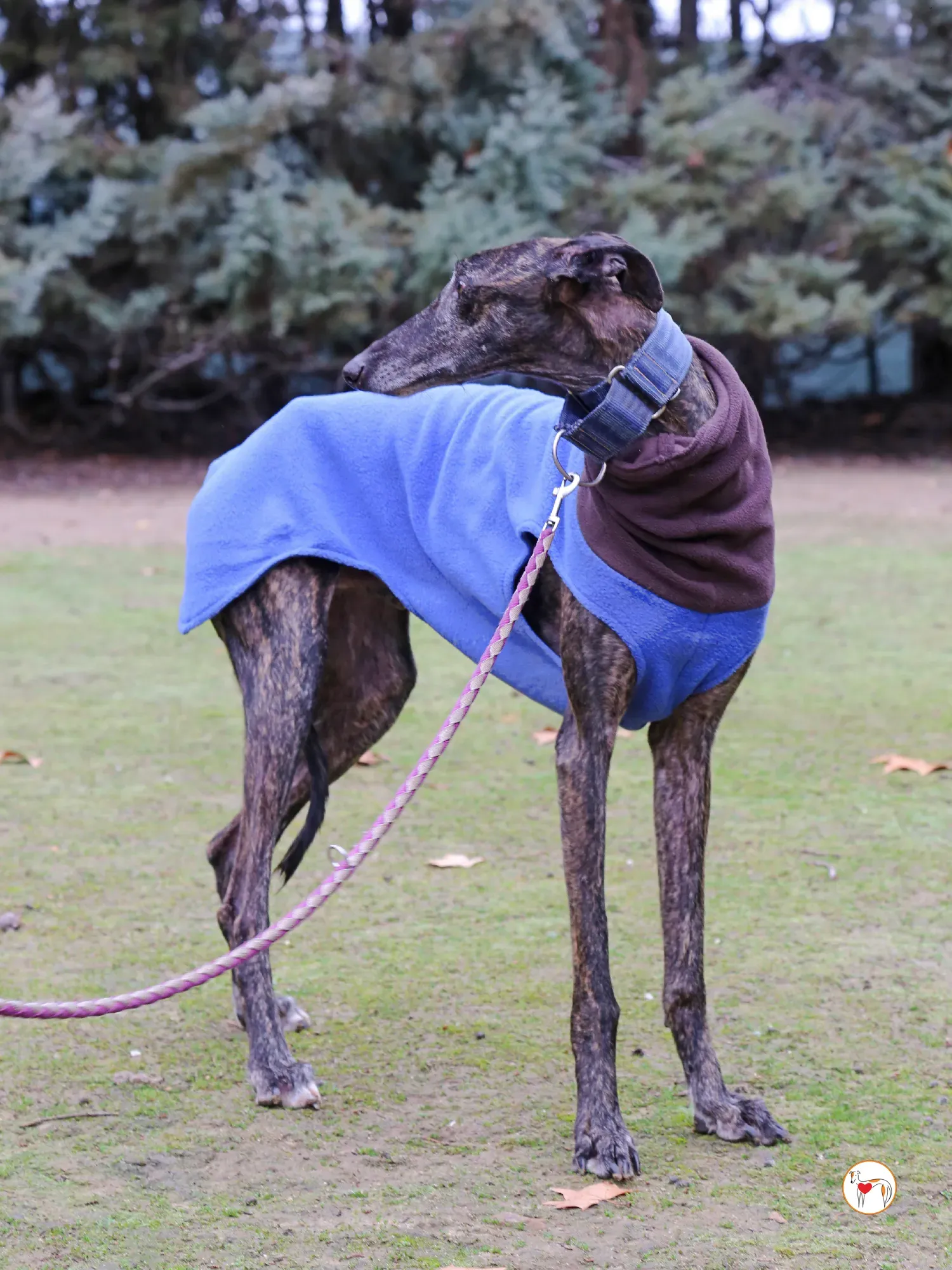 pistacho galgo adozione 04