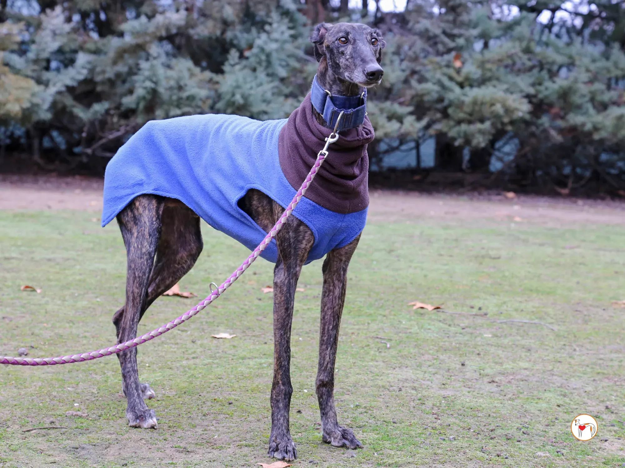 pistacho galgo adozione 05